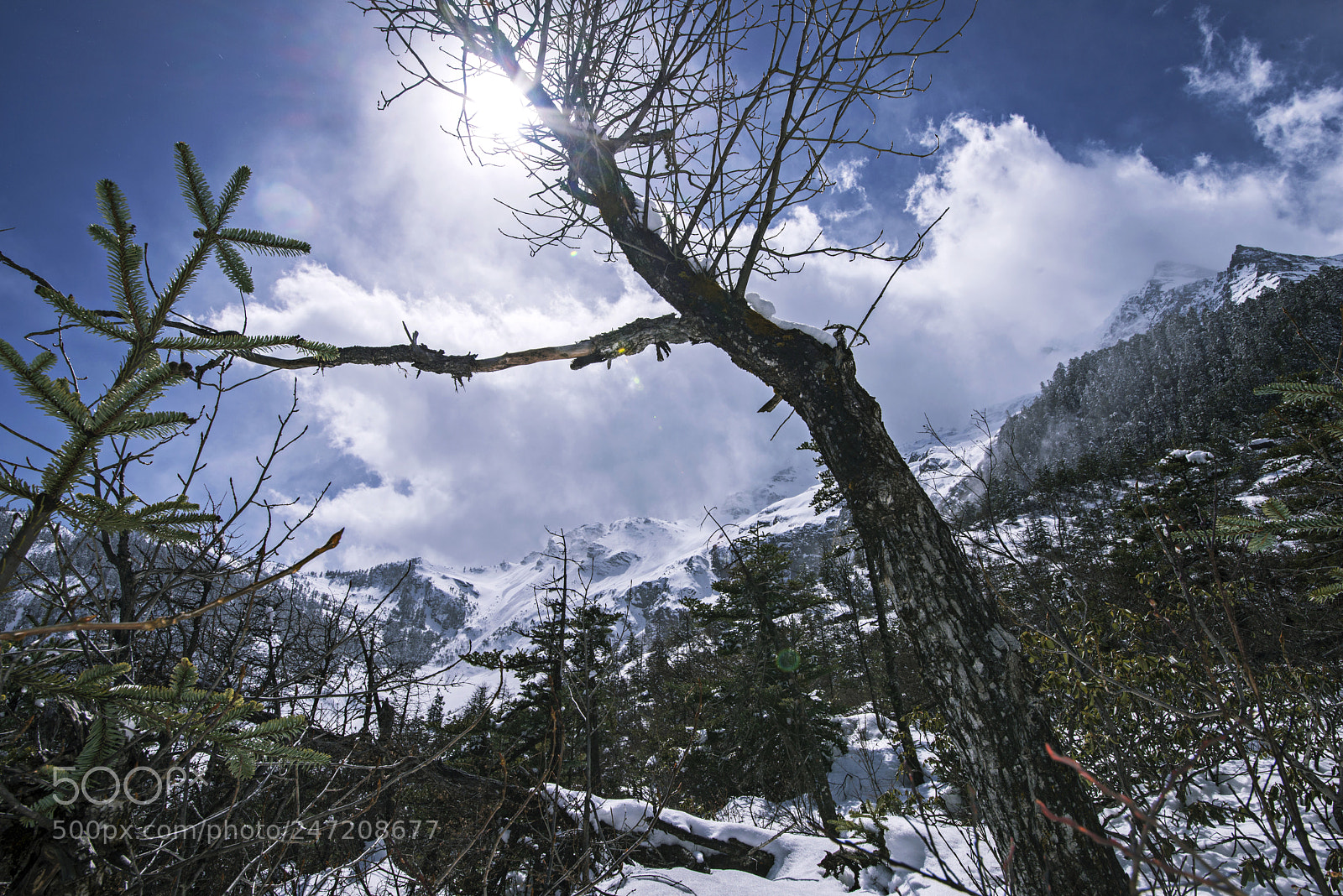 Nikon D800 sample photo. Snow photography