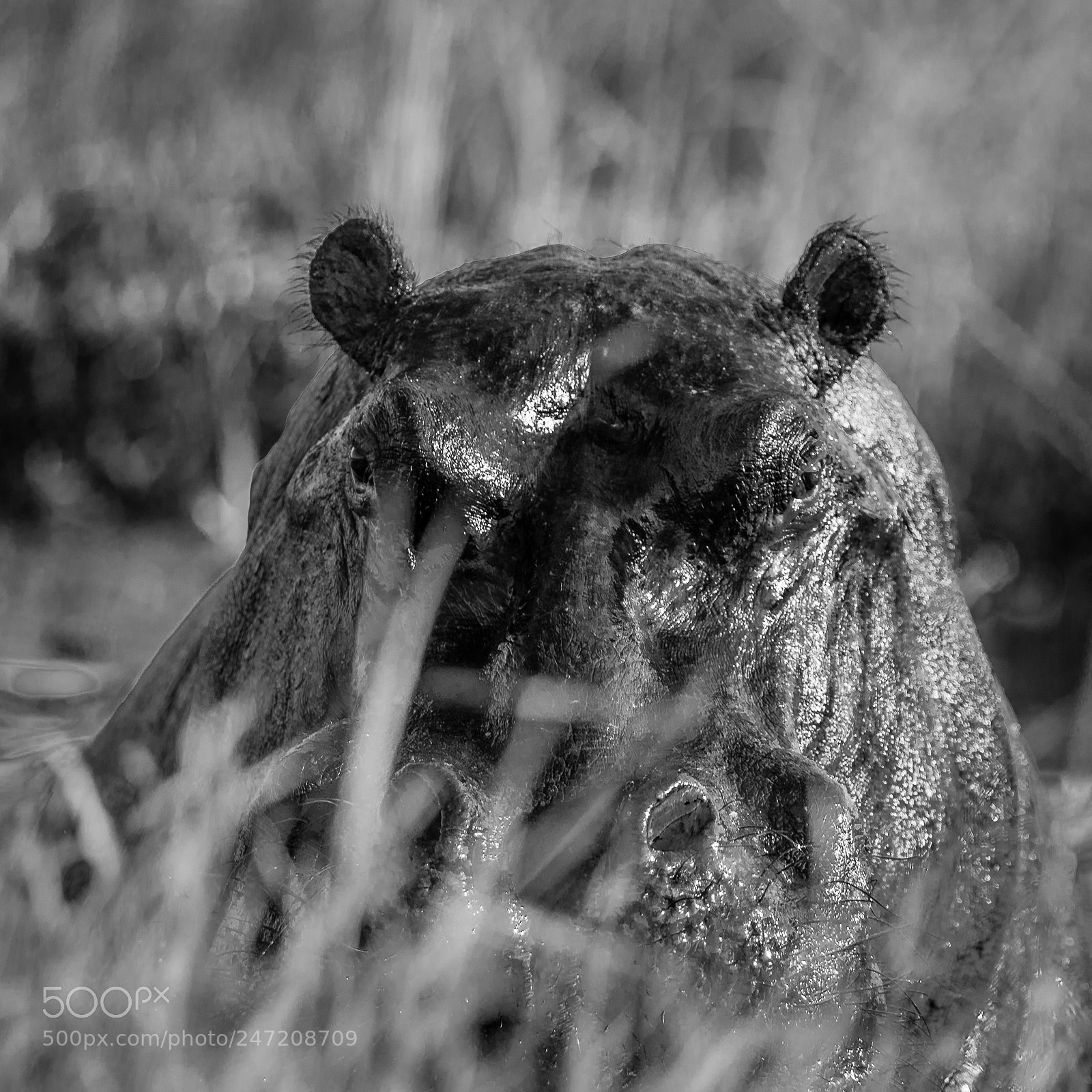 Canon EOS-1D X Mark II sample photo. Hippopotamus lurking in the photography