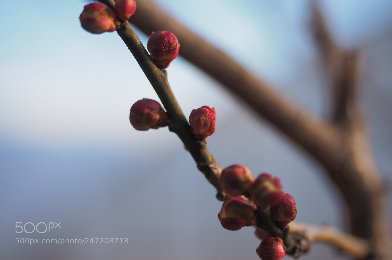Olympus OM-D E-M10 II sample photo. Japanese apricot buds photography