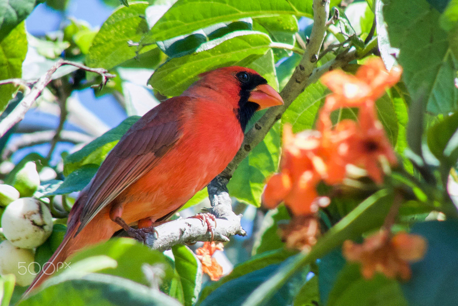 Panasonic Lumix DMC-FZ35 (Lumix DMC-FZ38) sample photo. Northern cardinal photography