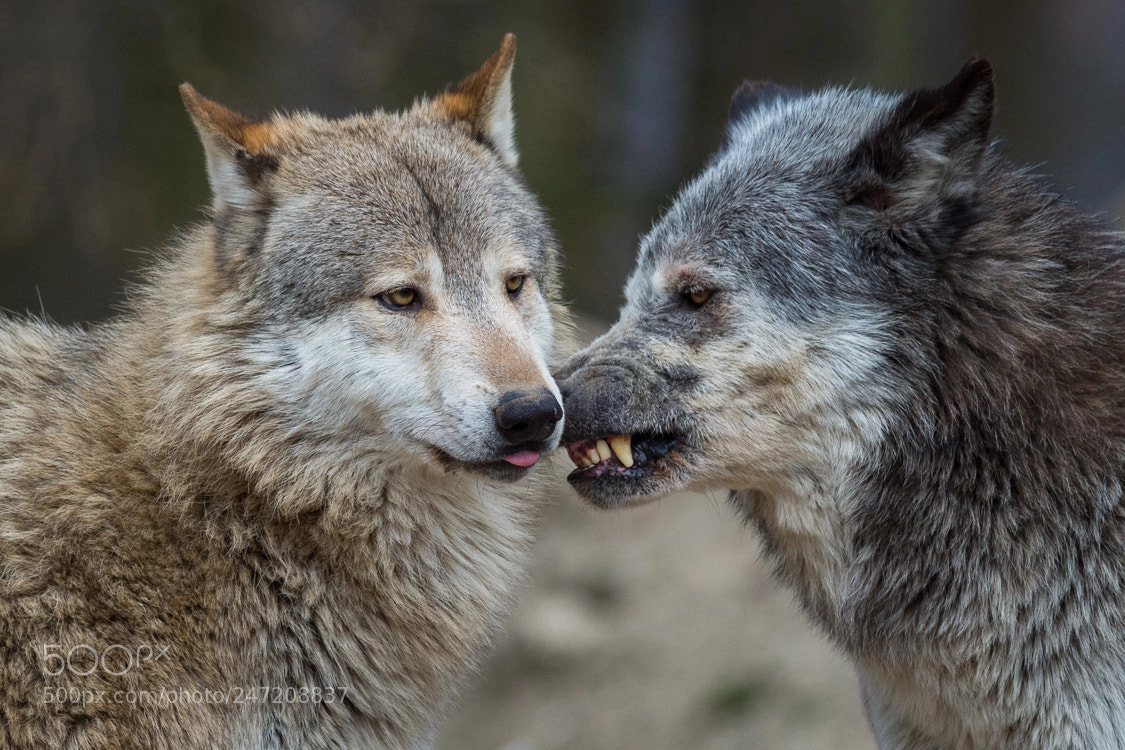 Nikon D4S sample photo. Wolf photography