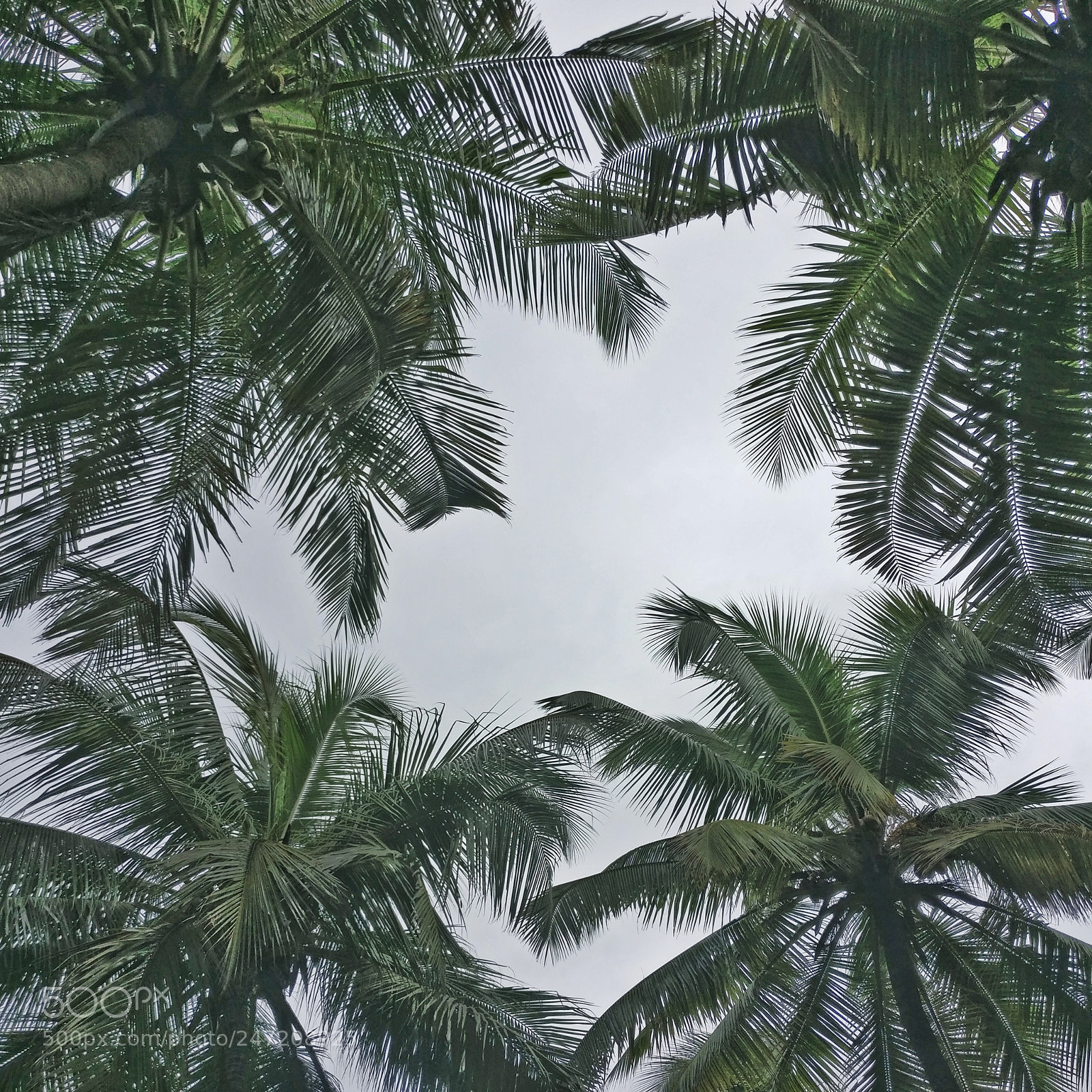 OnePlus A3003 sample photo. "tropical" photography