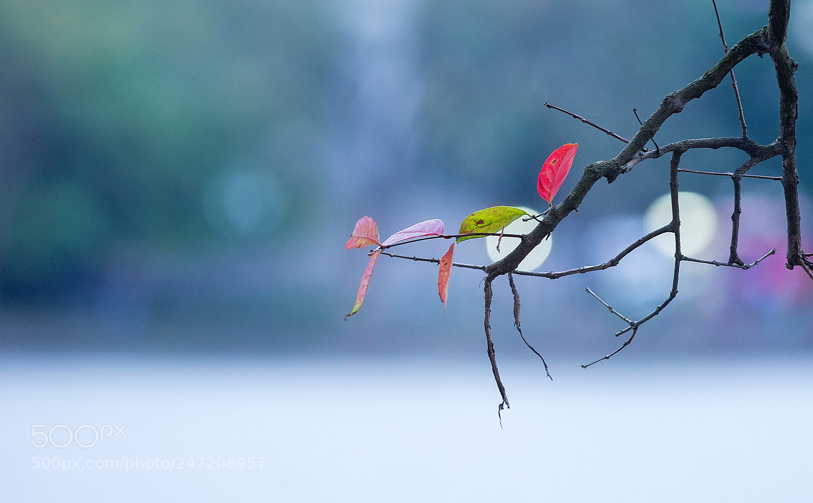 Canon EOS-1D X sample photo. Red leaves photography