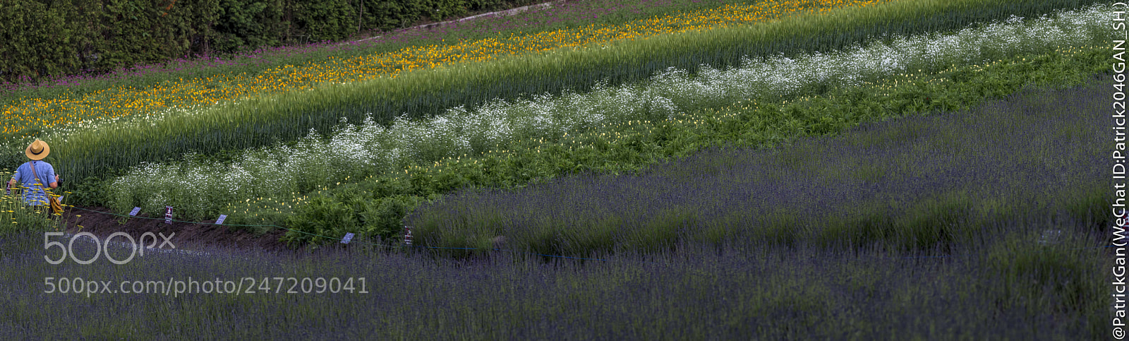 Olympus OM-D E-M5 II sample photo. Lavender season. photography