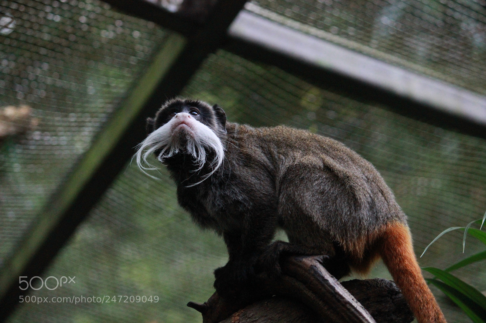 Canon EF-S 55-250mm F4-5.6 IS II sample photo. @river safari photography