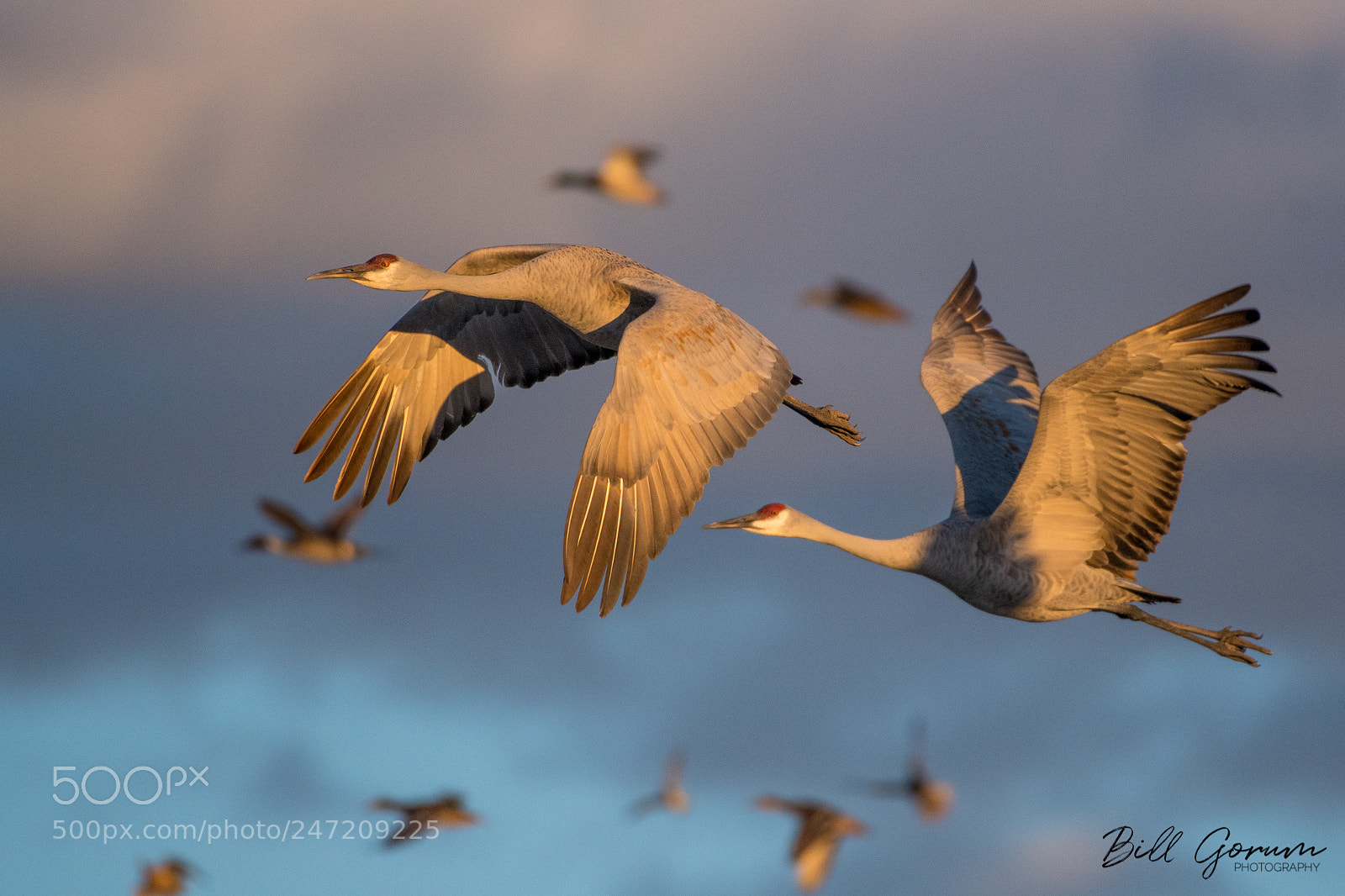 Nikon D500 sample photo. Sandhill cranes and ducks photography