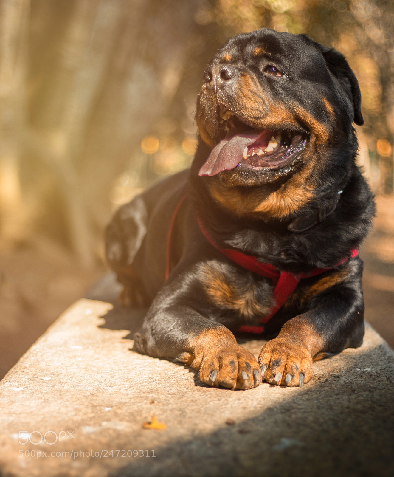 Canon EOS 600D (Rebel EOS T3i / EOS Kiss X5) sample photo. Have you ever wondered photography