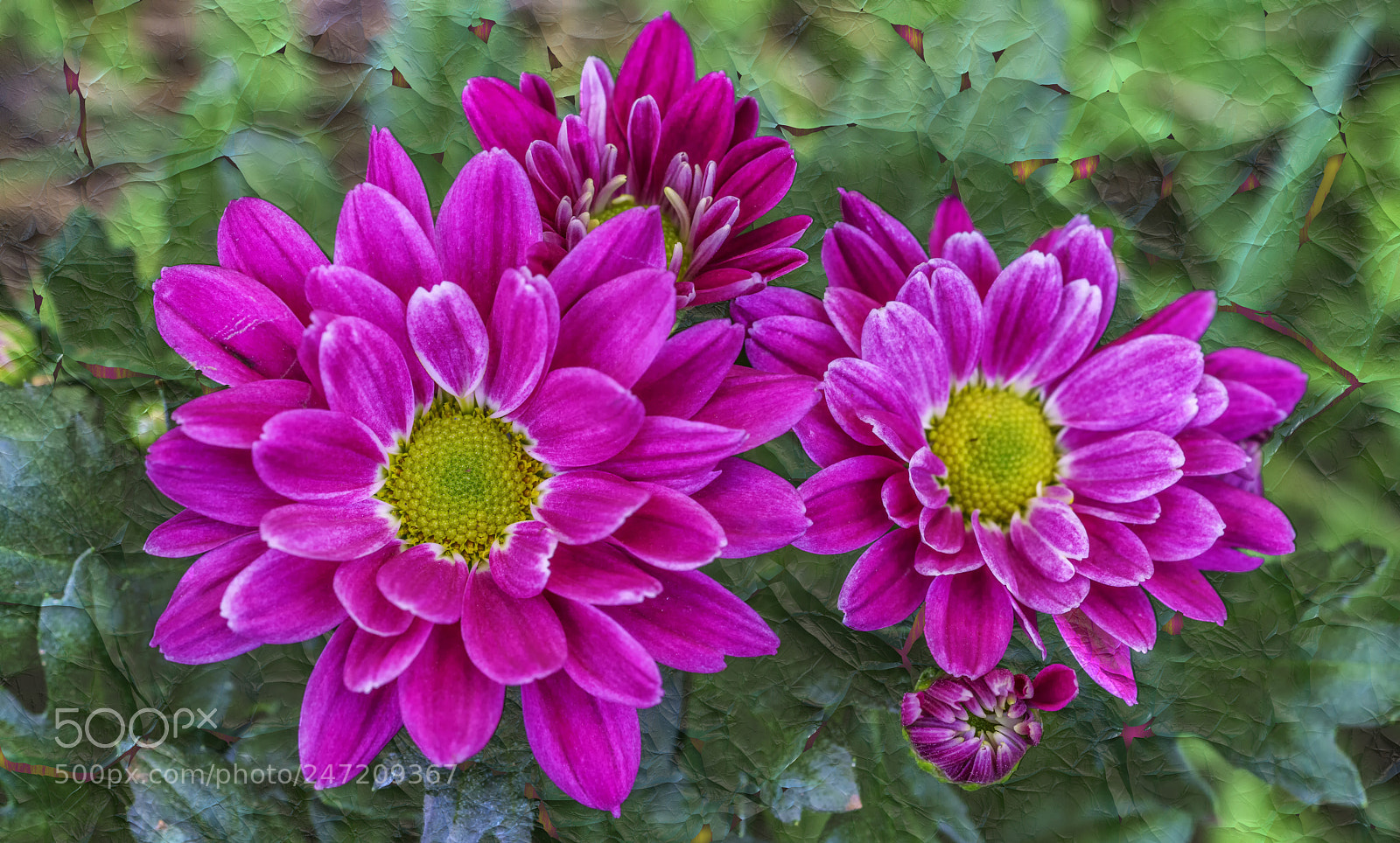 Sony a7R II sample photo. Chrysanthemum.... photography