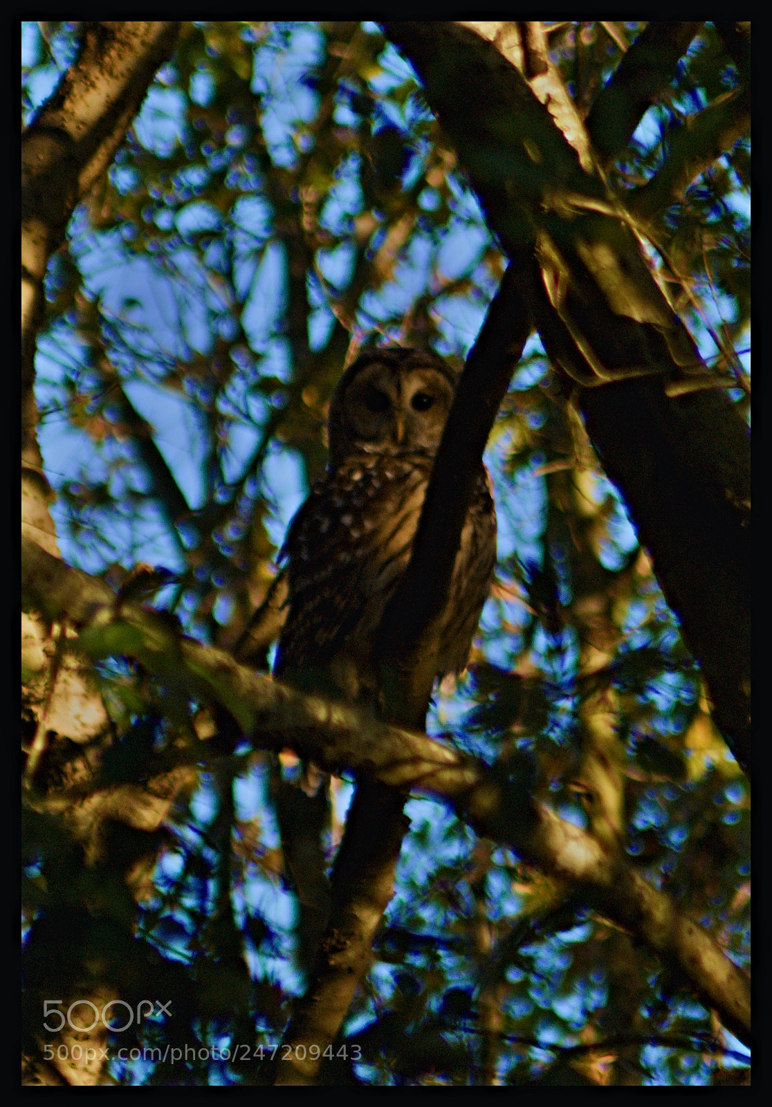Sony Alpha DSLR-A230 sample photo. My owl buddy photography