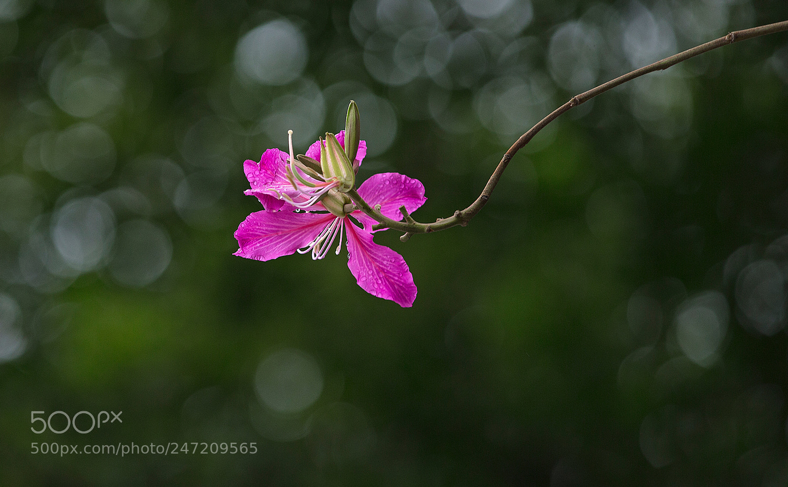 Canon EOS-1D X sample photo. Bauhinia variegata photography