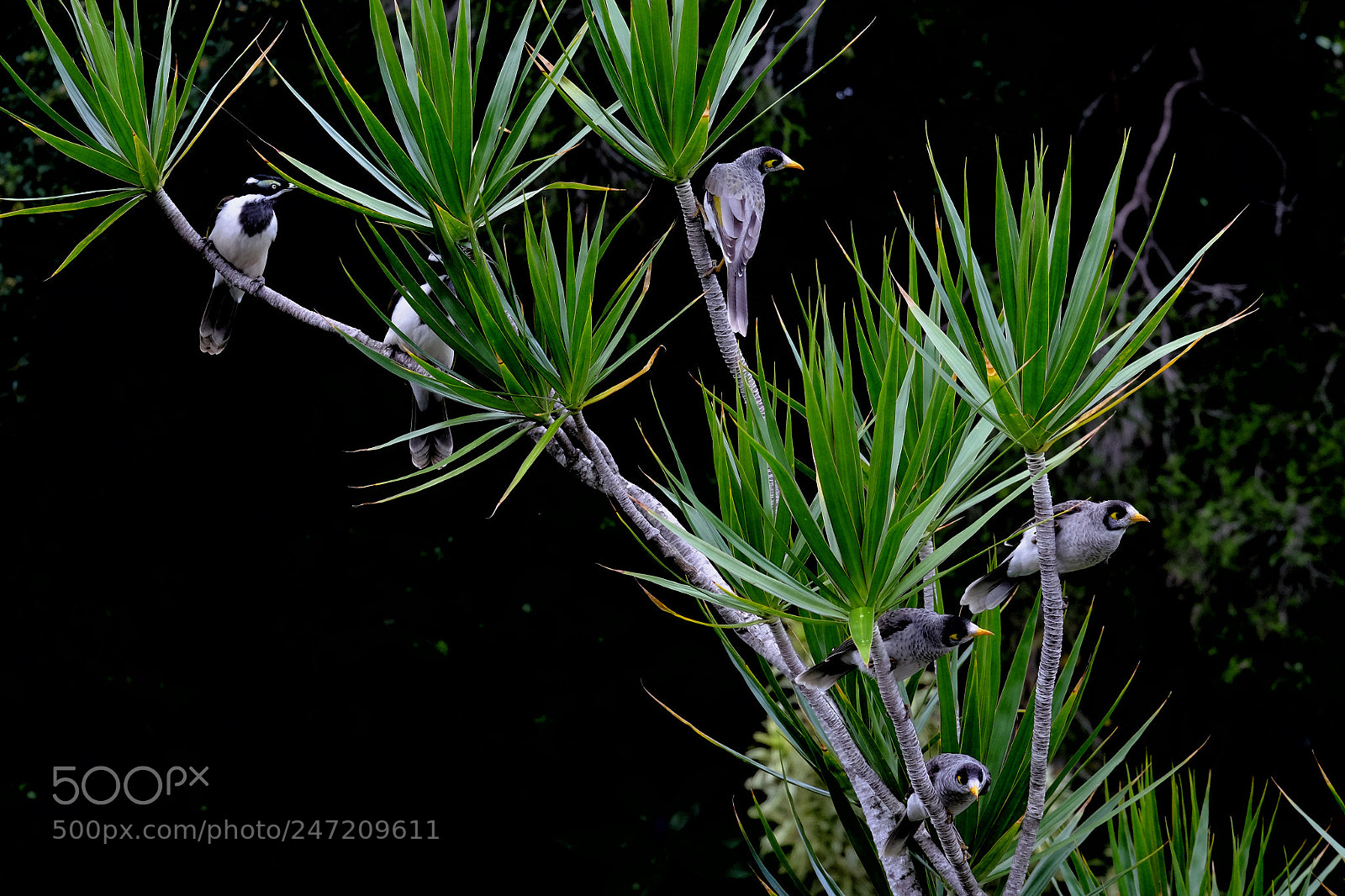 Fujifilm X-T1 sample photo. Birds photography