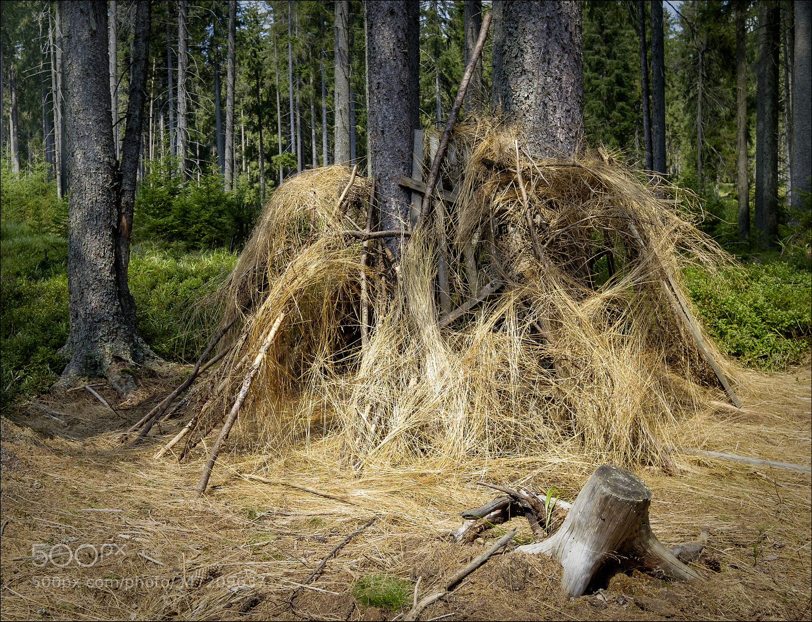Fujifilm X-T1 sample photo. Forest housing photography