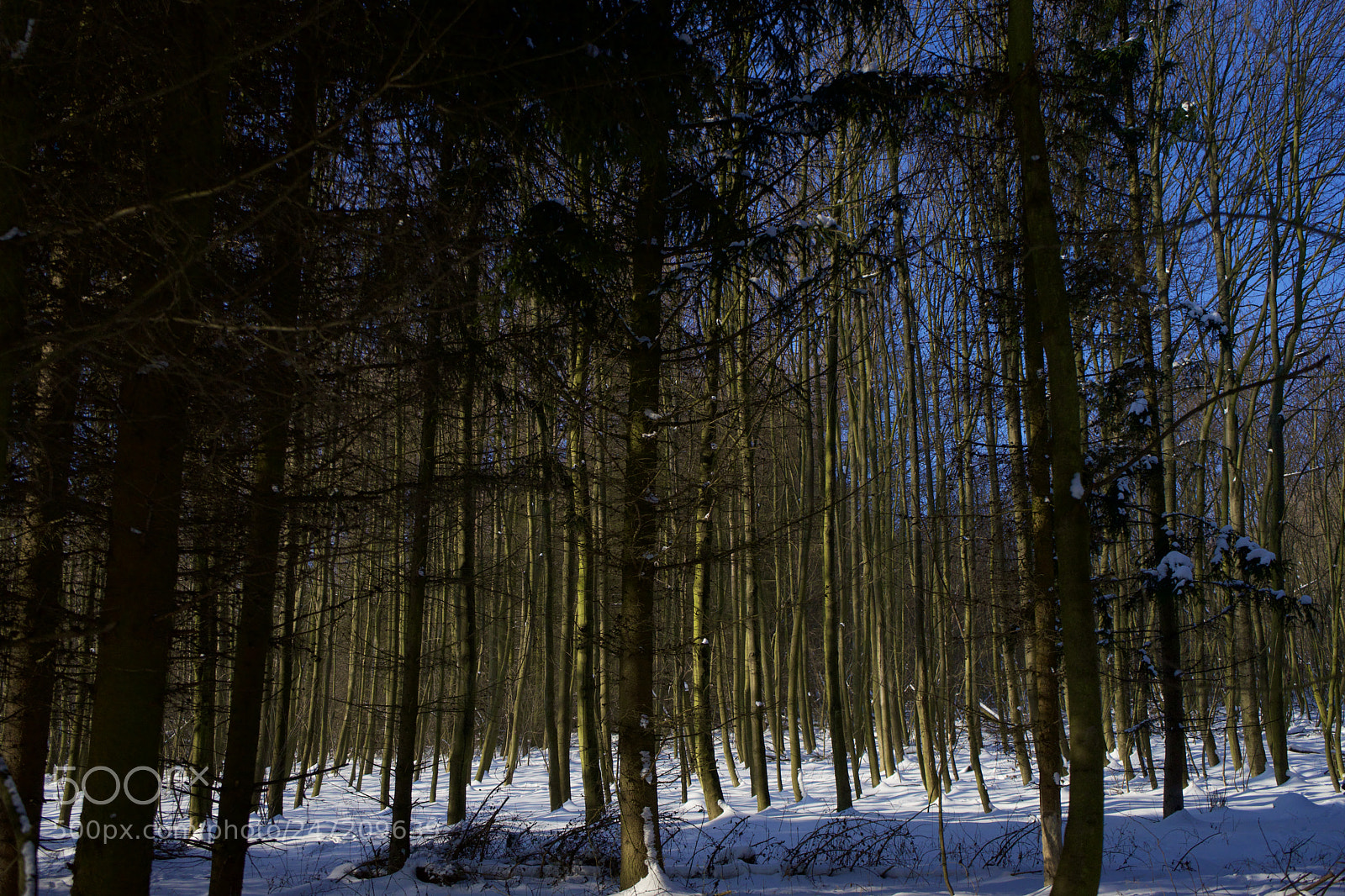 Sony a7 sample photo. Forest nursery photography