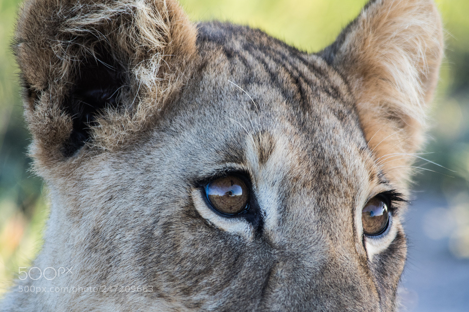 Canon EOS 7D Mark II sample photo. In the eyes of photography