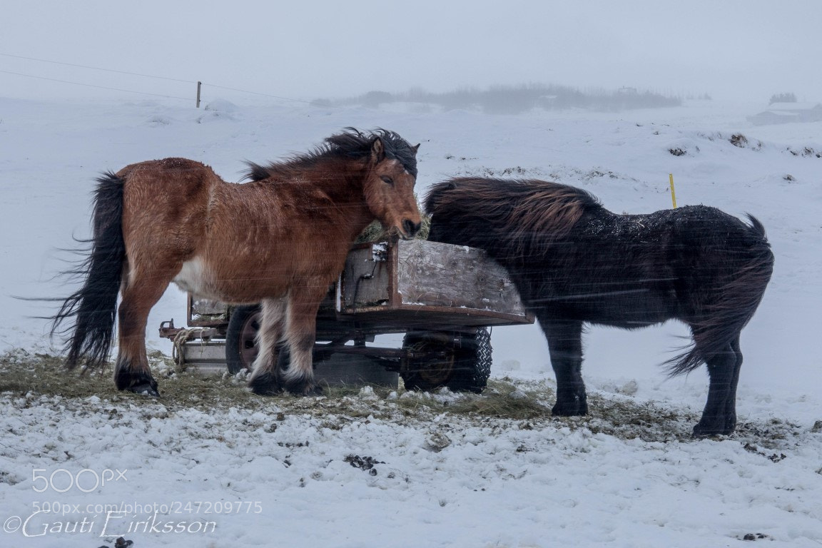 Canon EOS 700D (EOS Rebel T5i / EOS Kiss X7i) sample photo. Icelandic horses in the photography