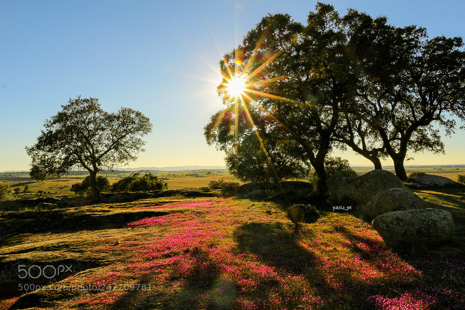 Canon EOS 700D (EOS Rebel T5i / EOS Kiss X7i) sample photo. Tapiz de erodium photography