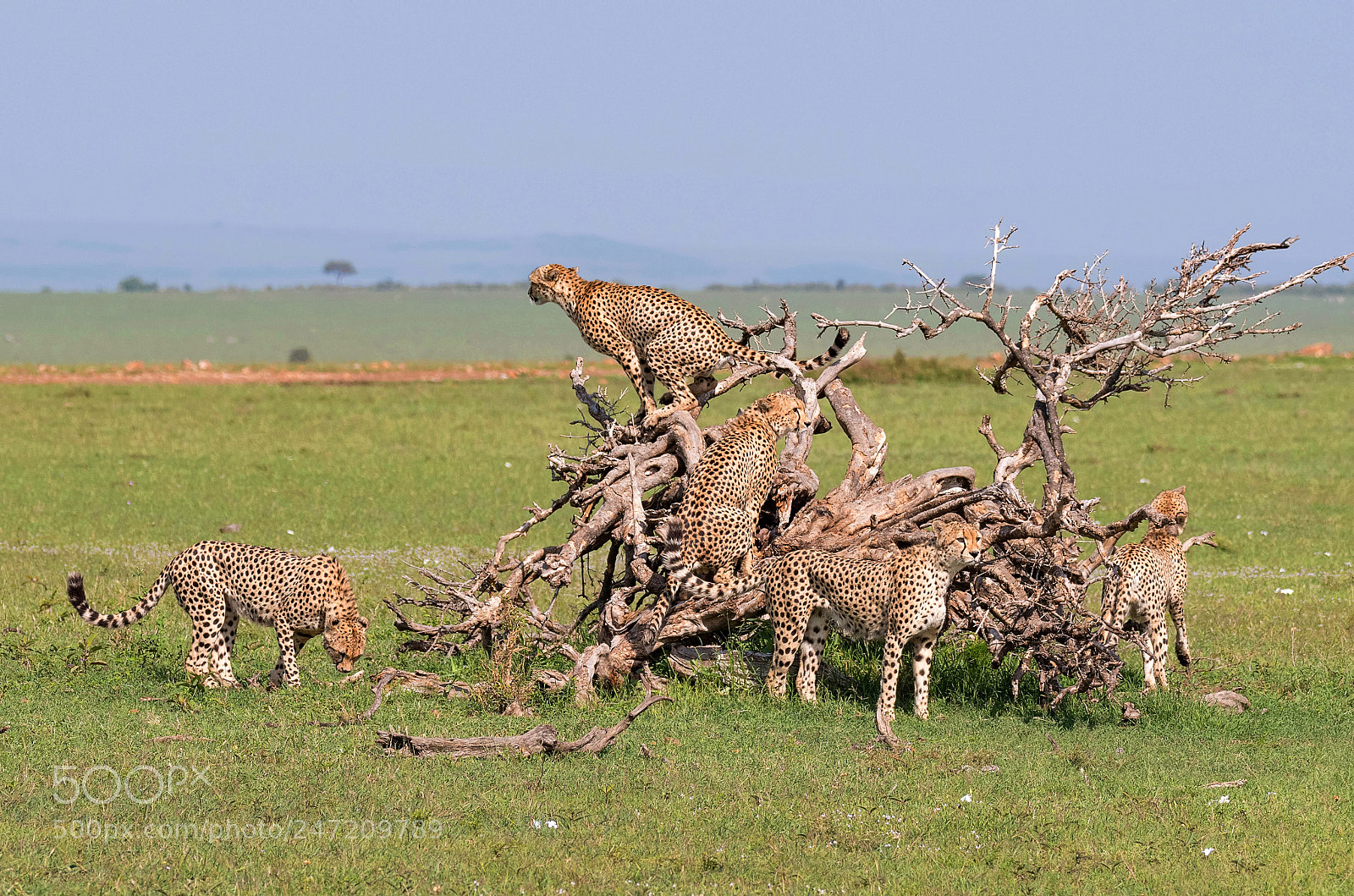 Nikon D500 sample photo. Five cheetah brothers photography