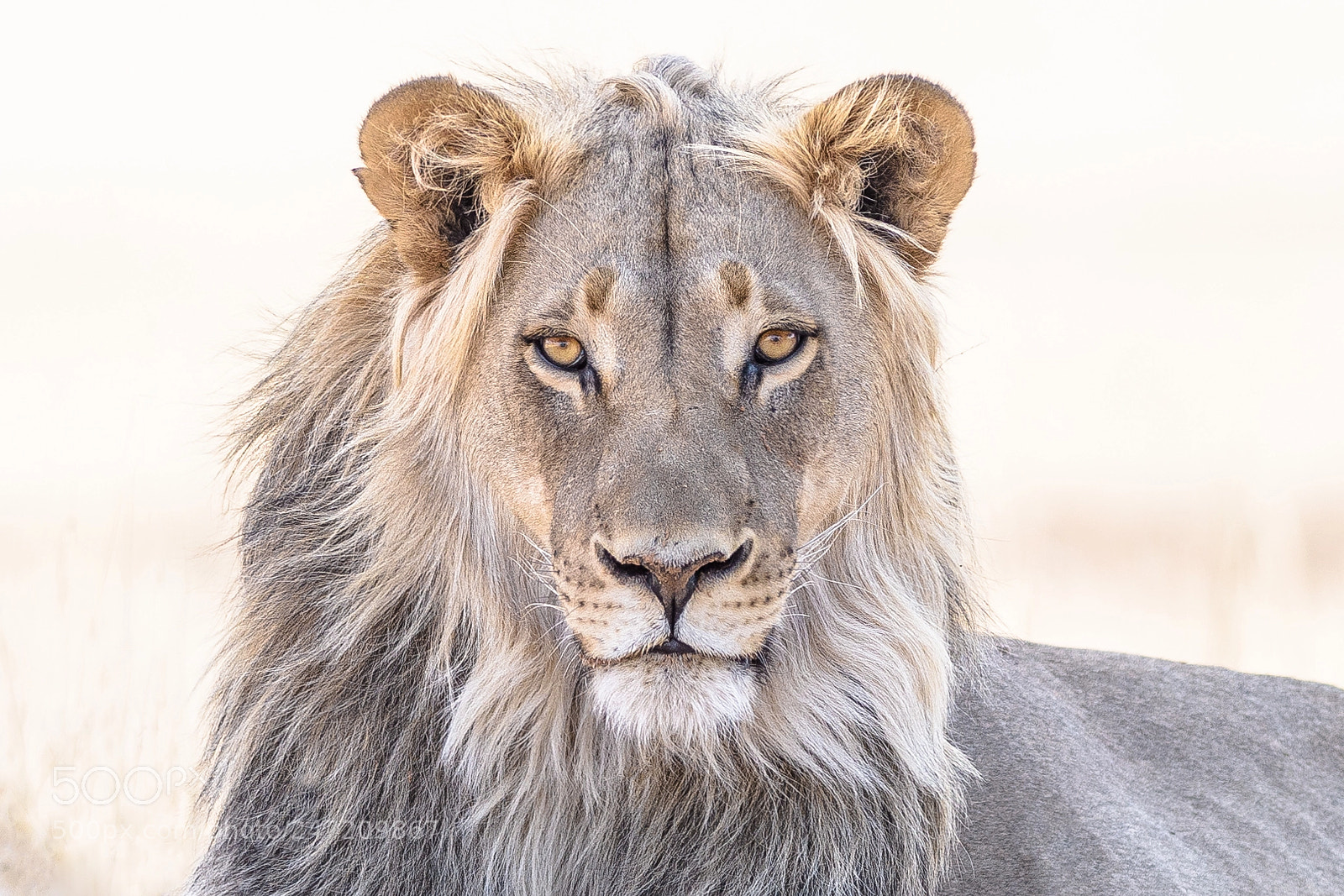 Nikon D810 sample photo. The king of the photography