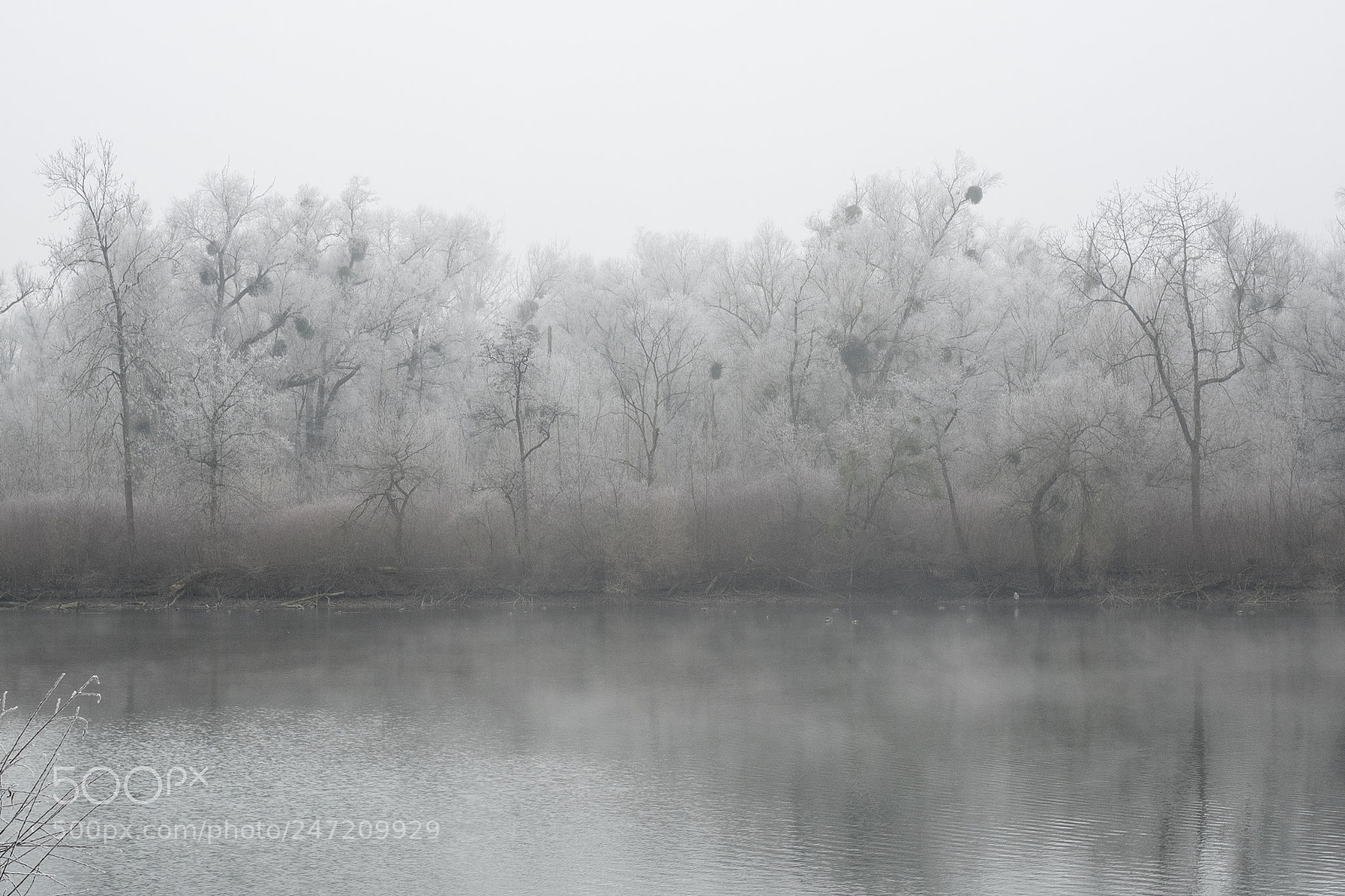 Olympus OM-D E-M1 sample photo. Frosty photography
