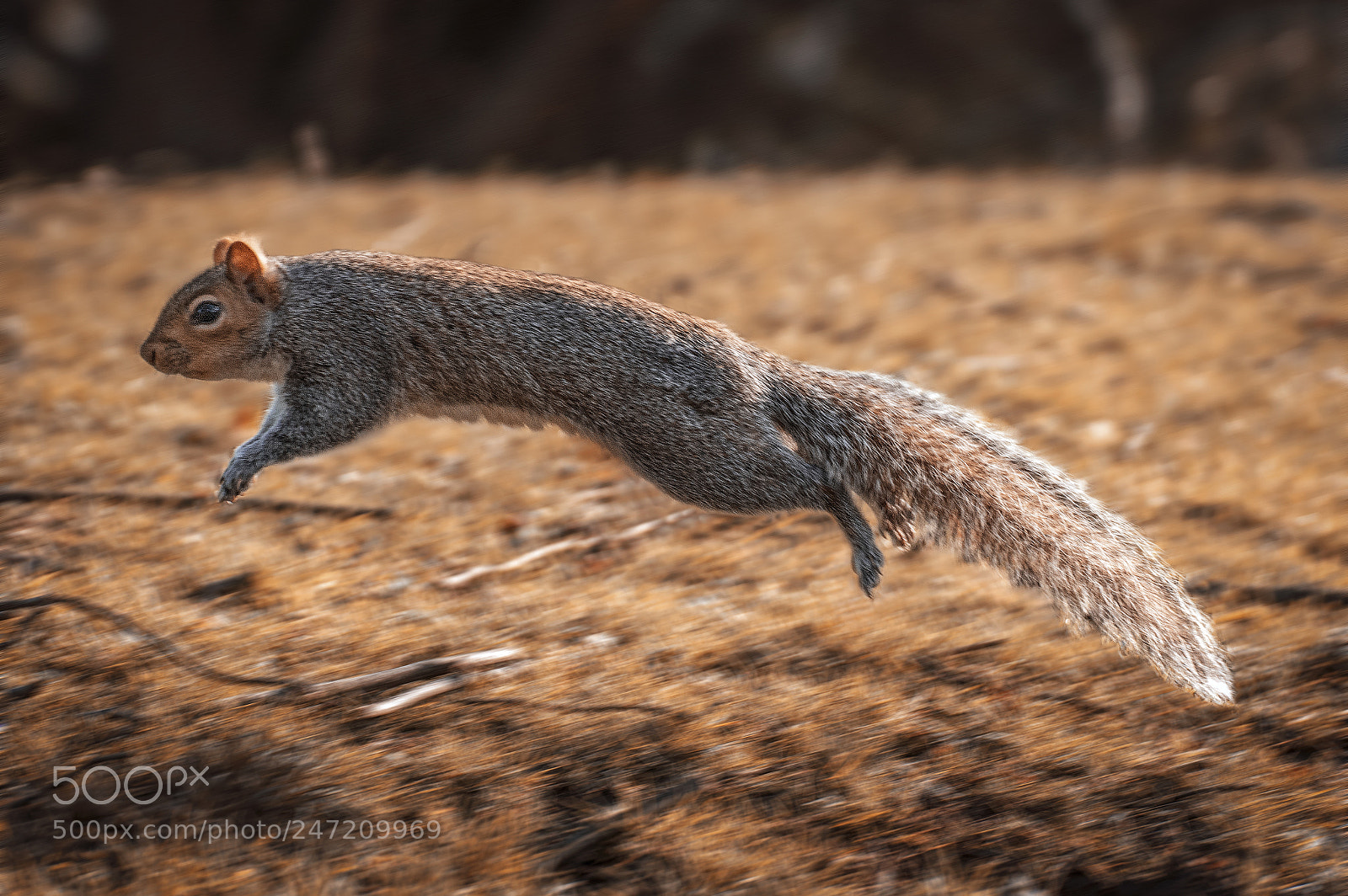 Nikon D610 sample photo. Jumping squirrel photography
