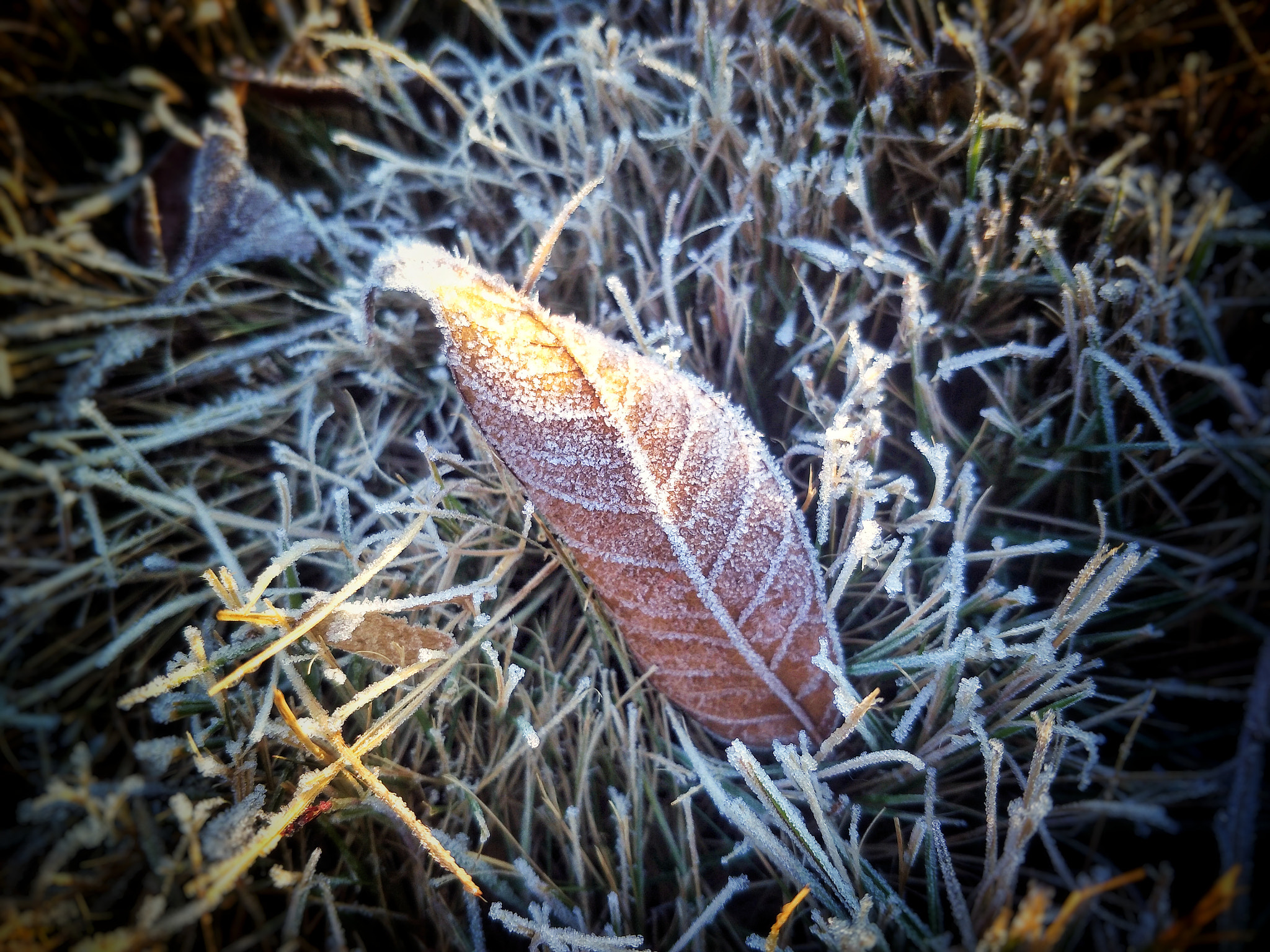 OPPO R9S sample photo. A leaf knows the autumn photography