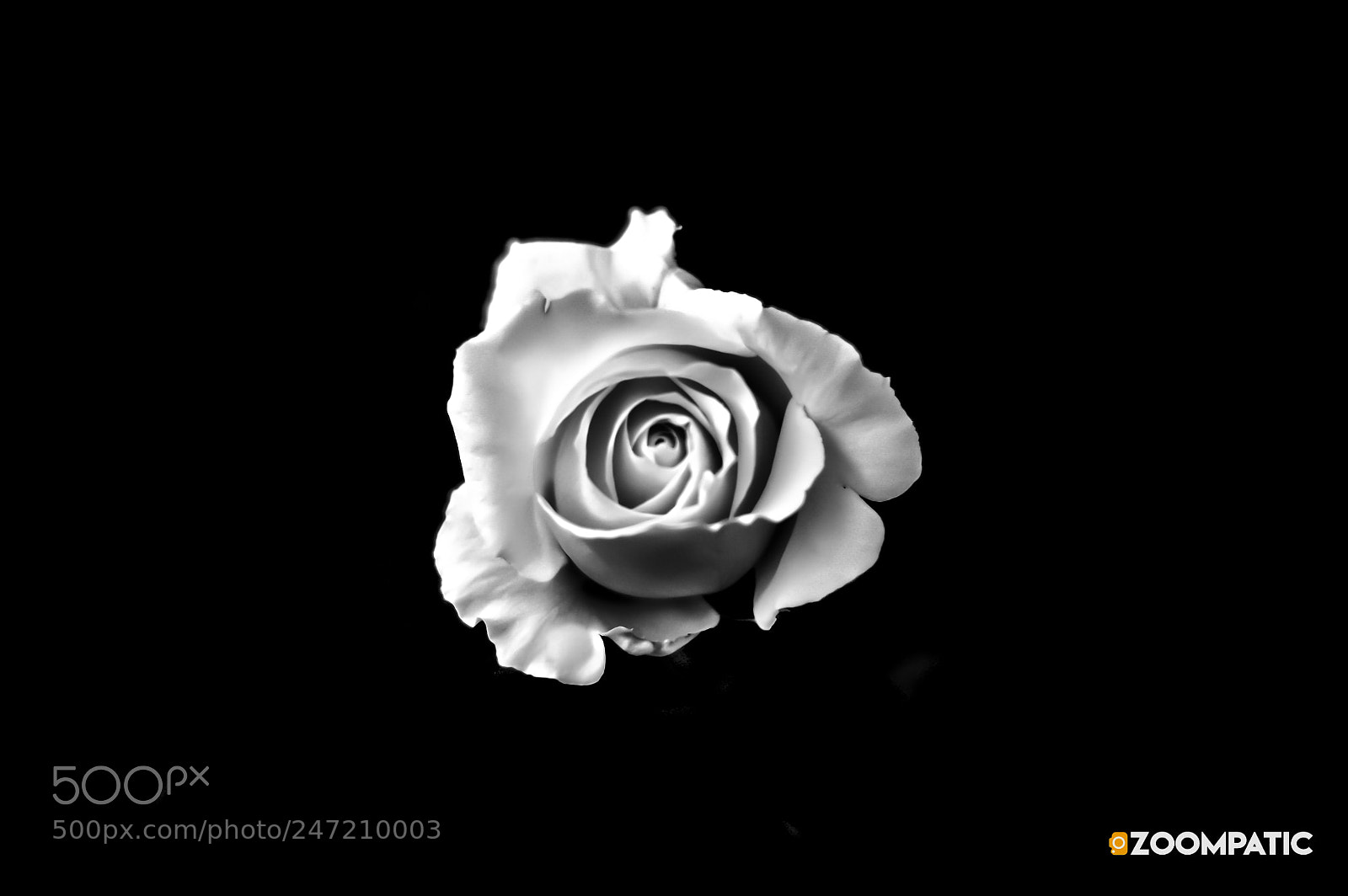 Nikon D3200 sample photo. Rose photography