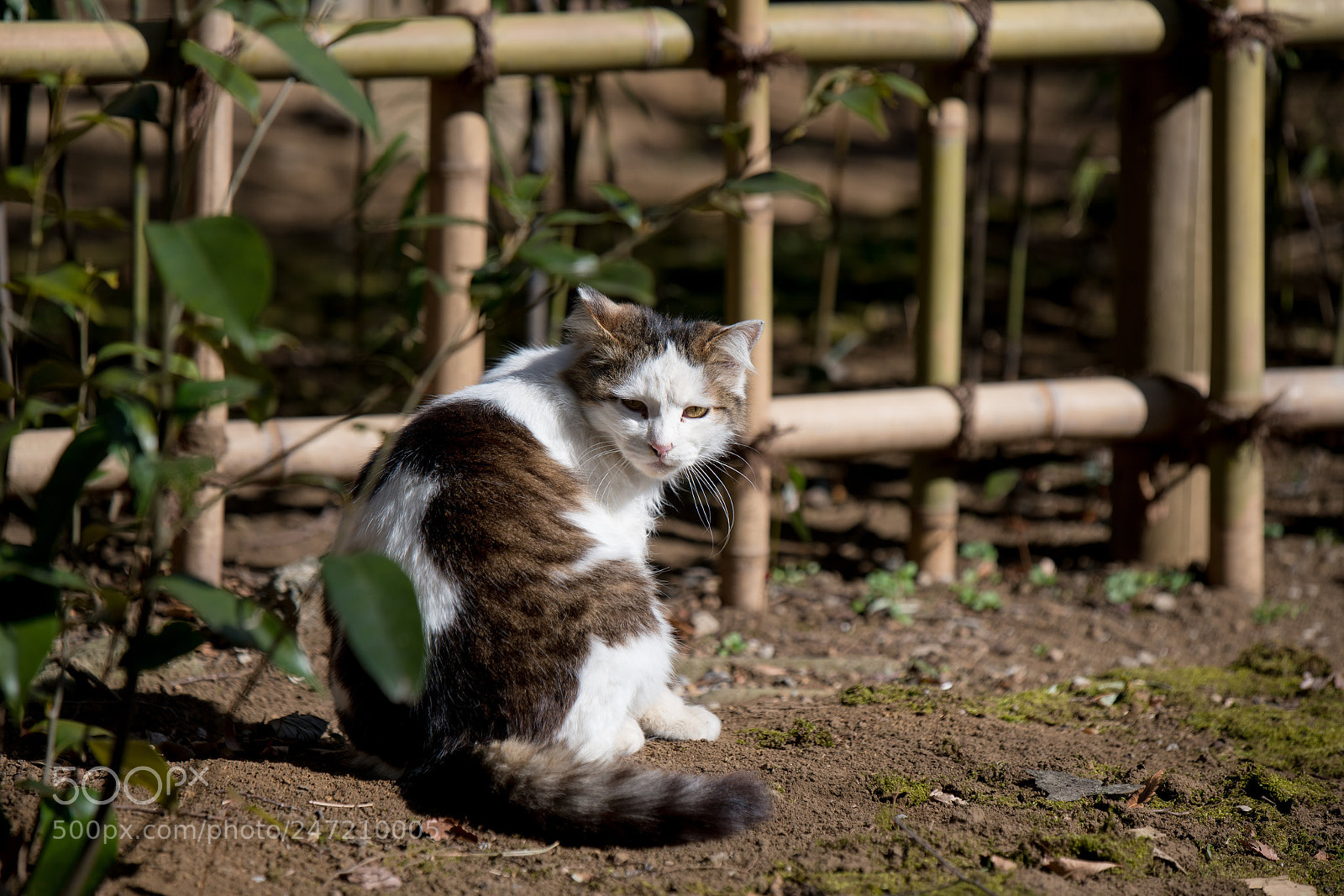 Nikon D850 sample photo. Anger photography