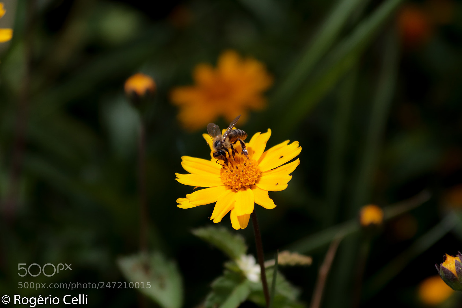 Canon EOS 7D sample photo. Nature vibes photography
