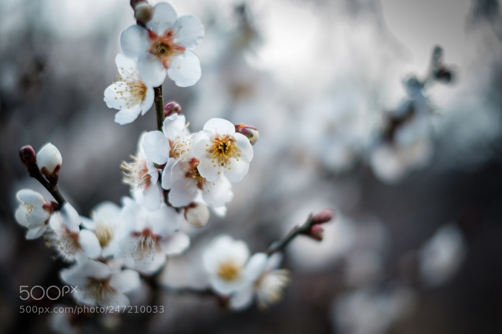 Fujifilm X-T2 sample photo. 梅 photography