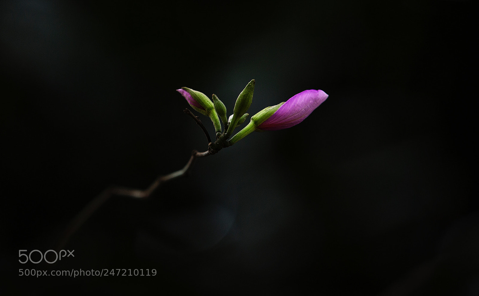 Canon EOS-1D X sample photo. Bauhinia variegata photography