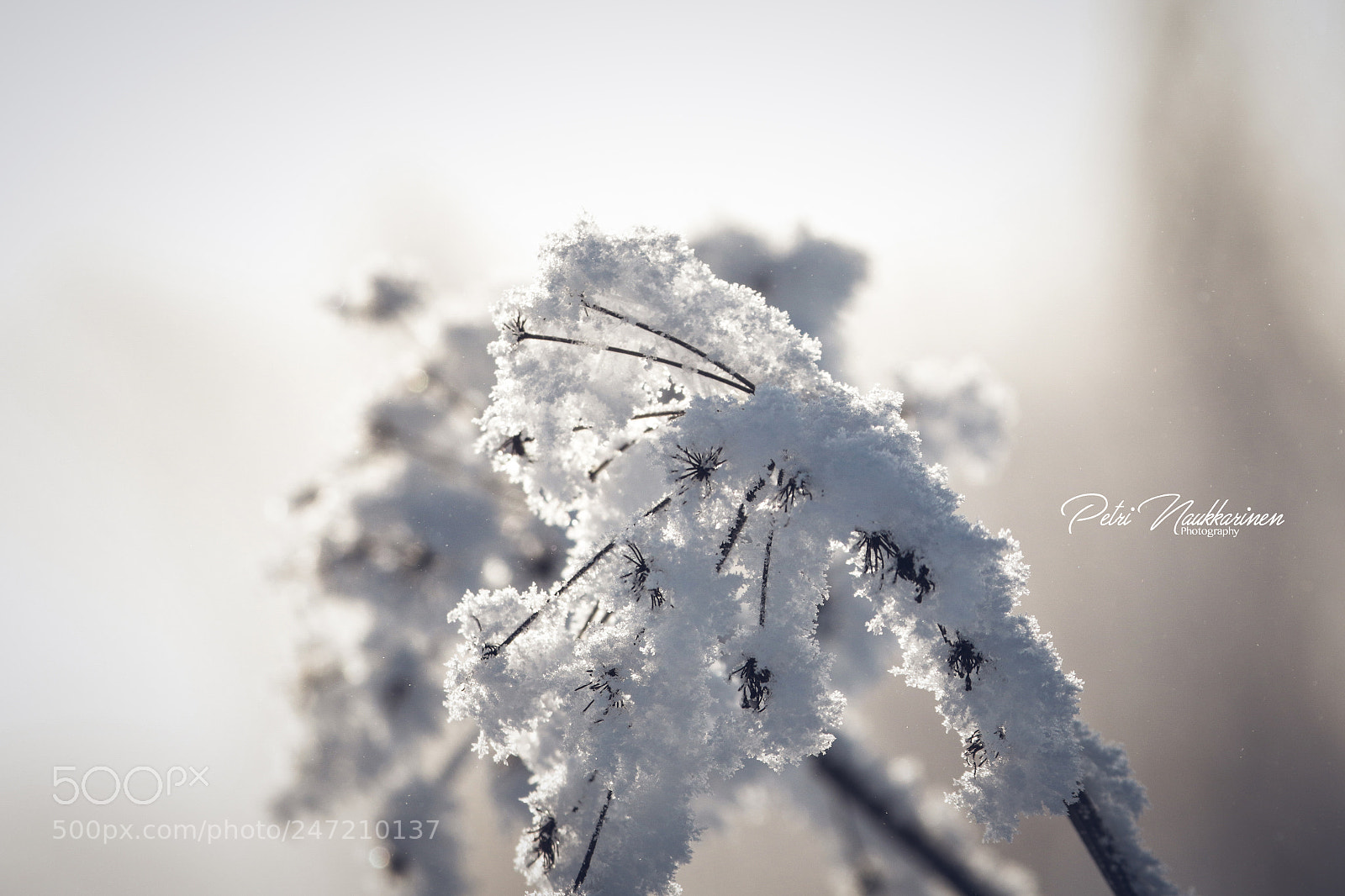 Canon EOS 7D Mark II sample photo. Frozen country photography