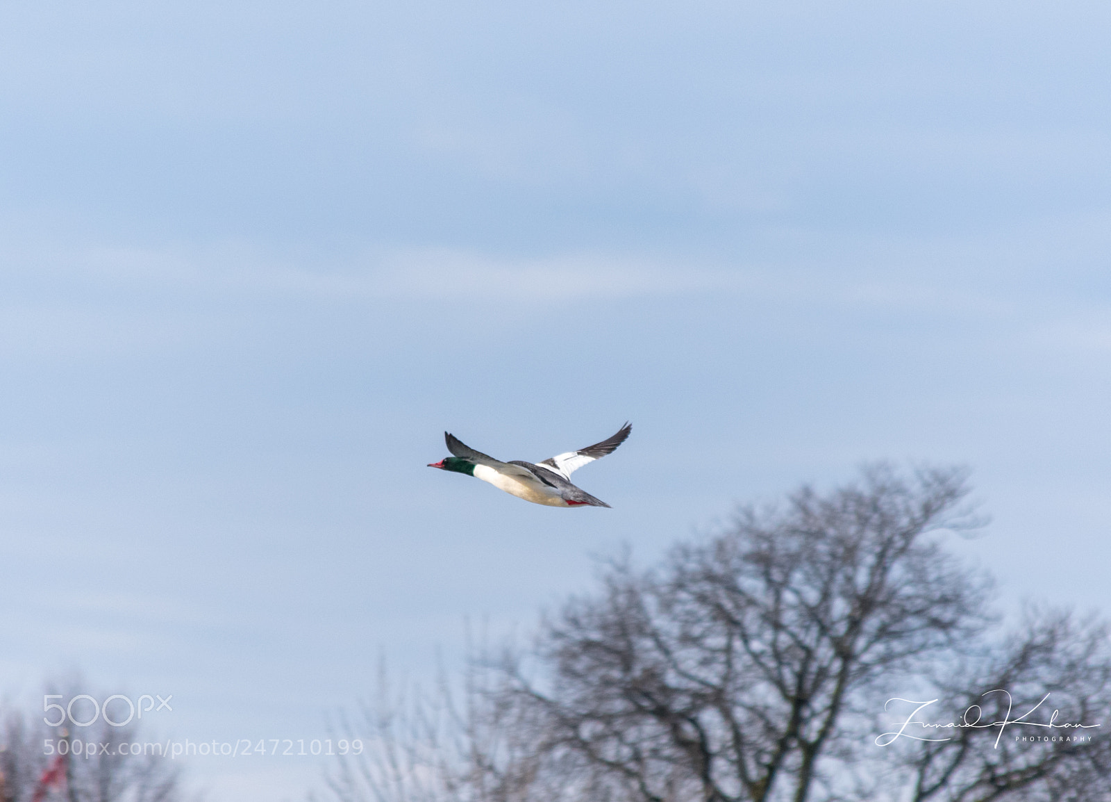Nikon D3400 sample photo. Common merganser photography