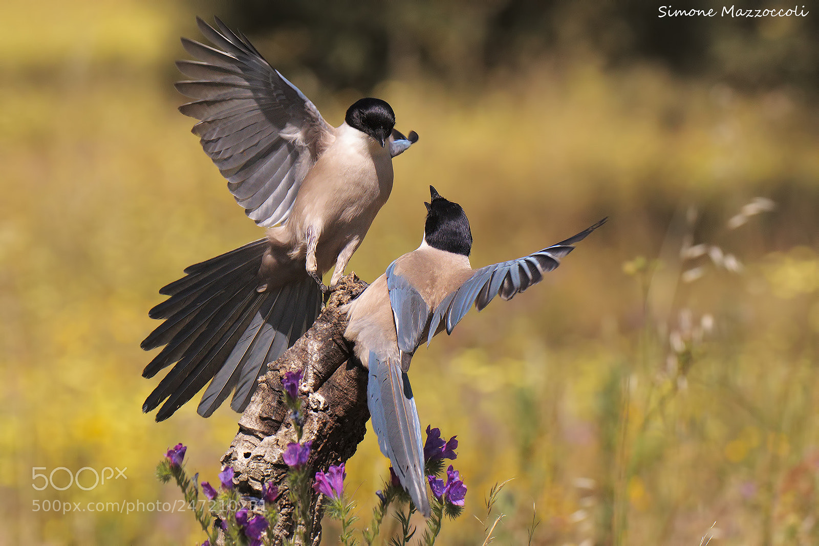 Canon EOS-1D Mark IV sample photo. Azure-winged magpie photography
