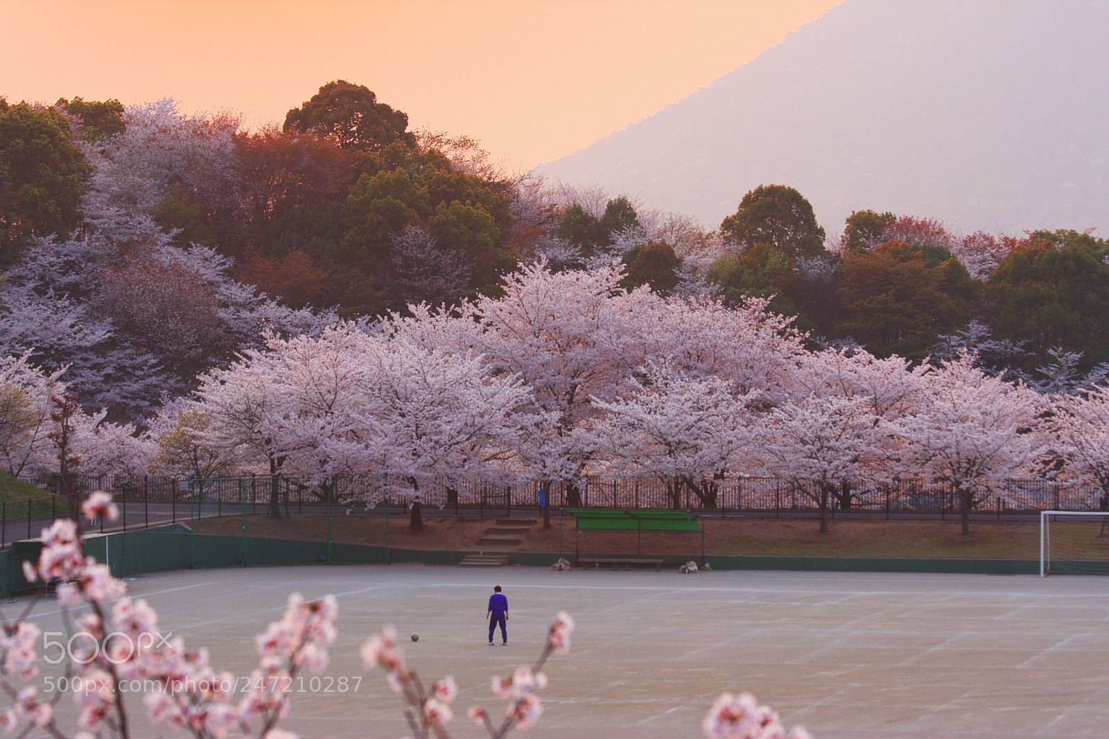 Canon EOS 40D sample photo. Sakura photography