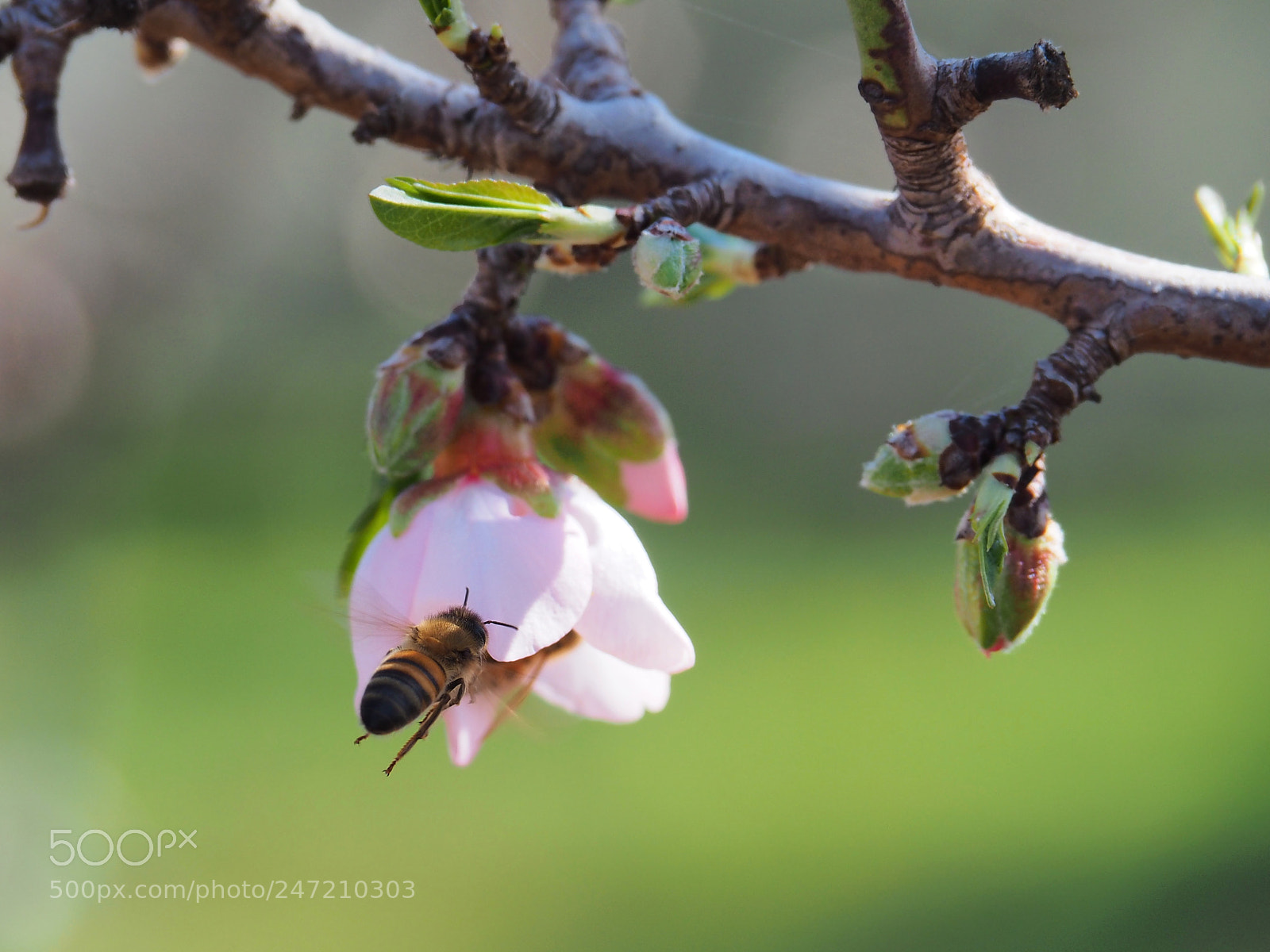Olympus OM-D E-M10 sample photo. Bee in flight in photography