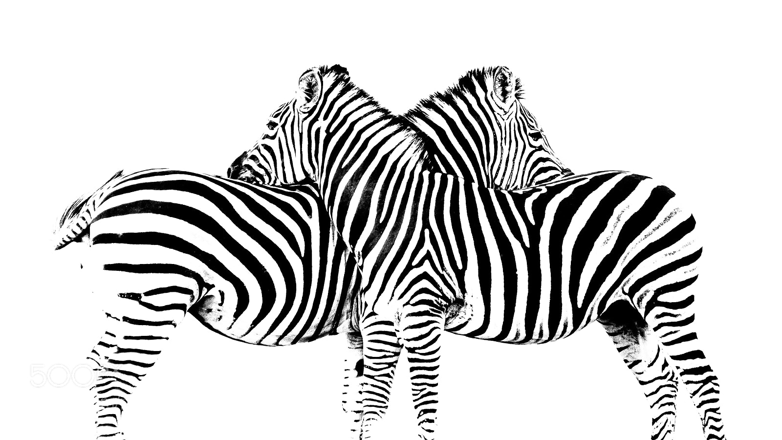 Nikon D7100 sample photo. Stripes x photography