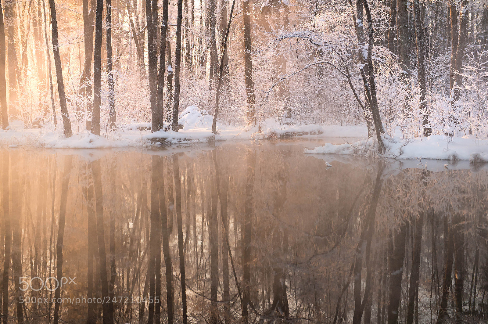 Nikon D5 sample photo. Frosty photography