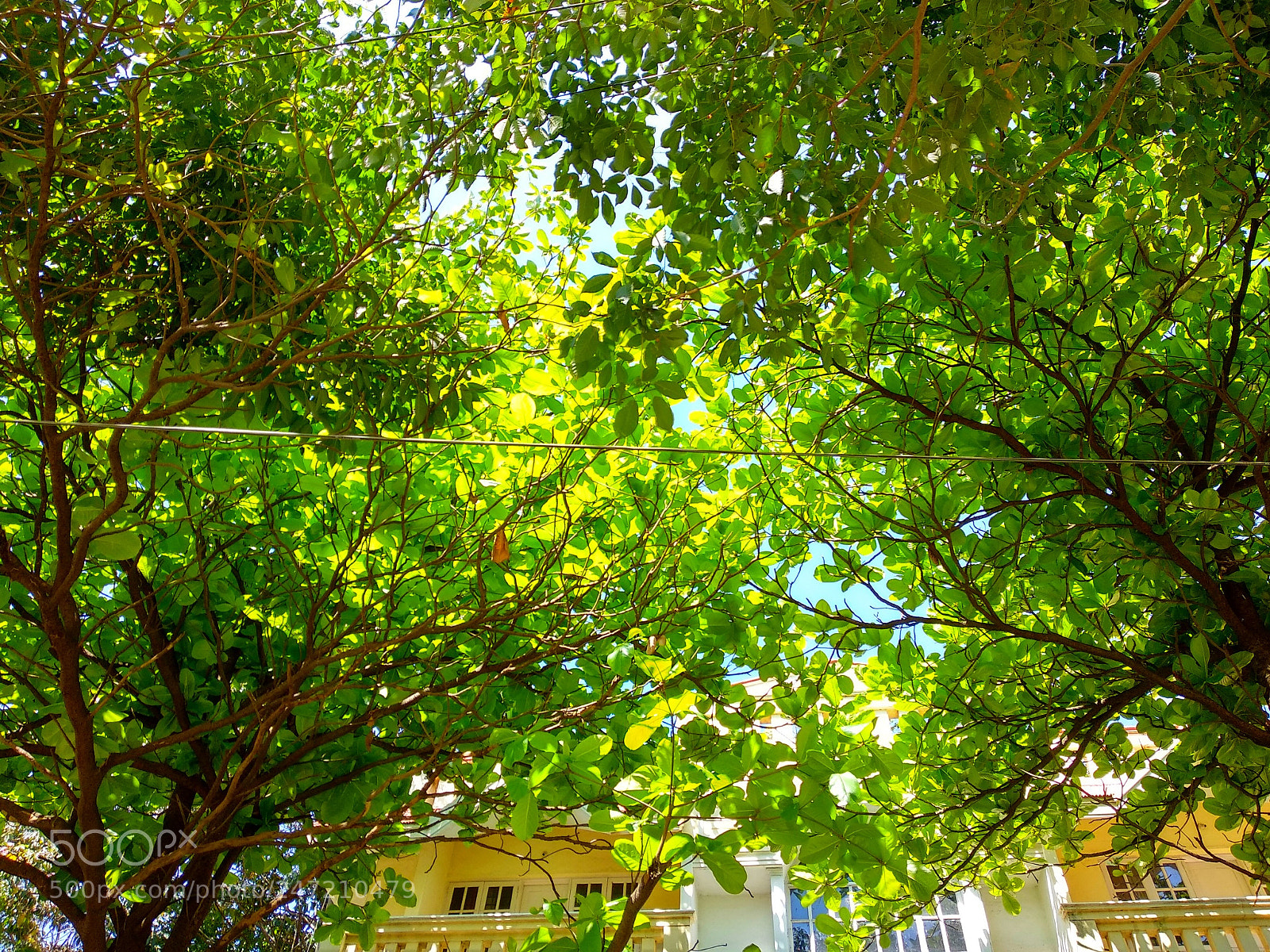 Xiaomi Mi A1 sample photo. Badam tree leaf photography