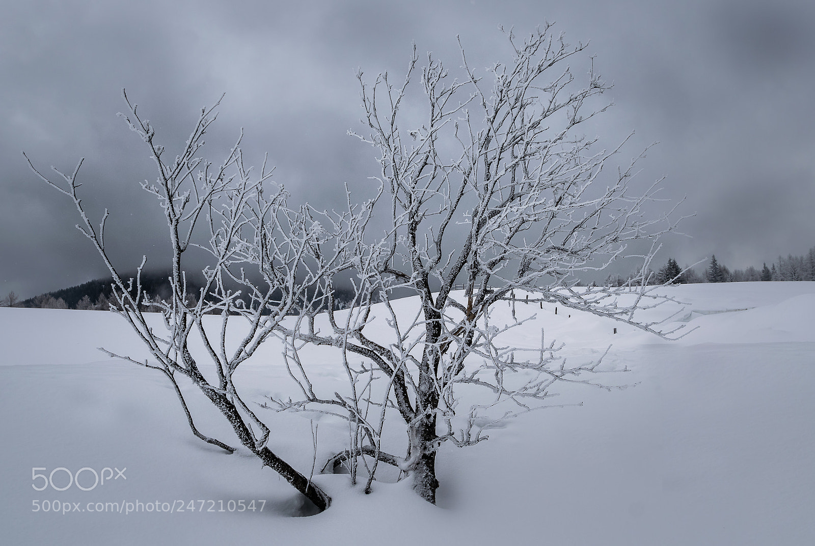 Nikon D5300 sample photo. Lone winter tree photography