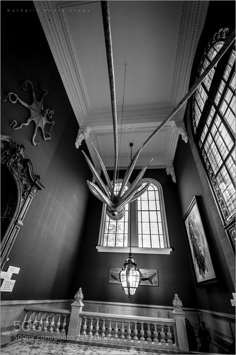 Pentax K-3 sample photo. The giant squid photography