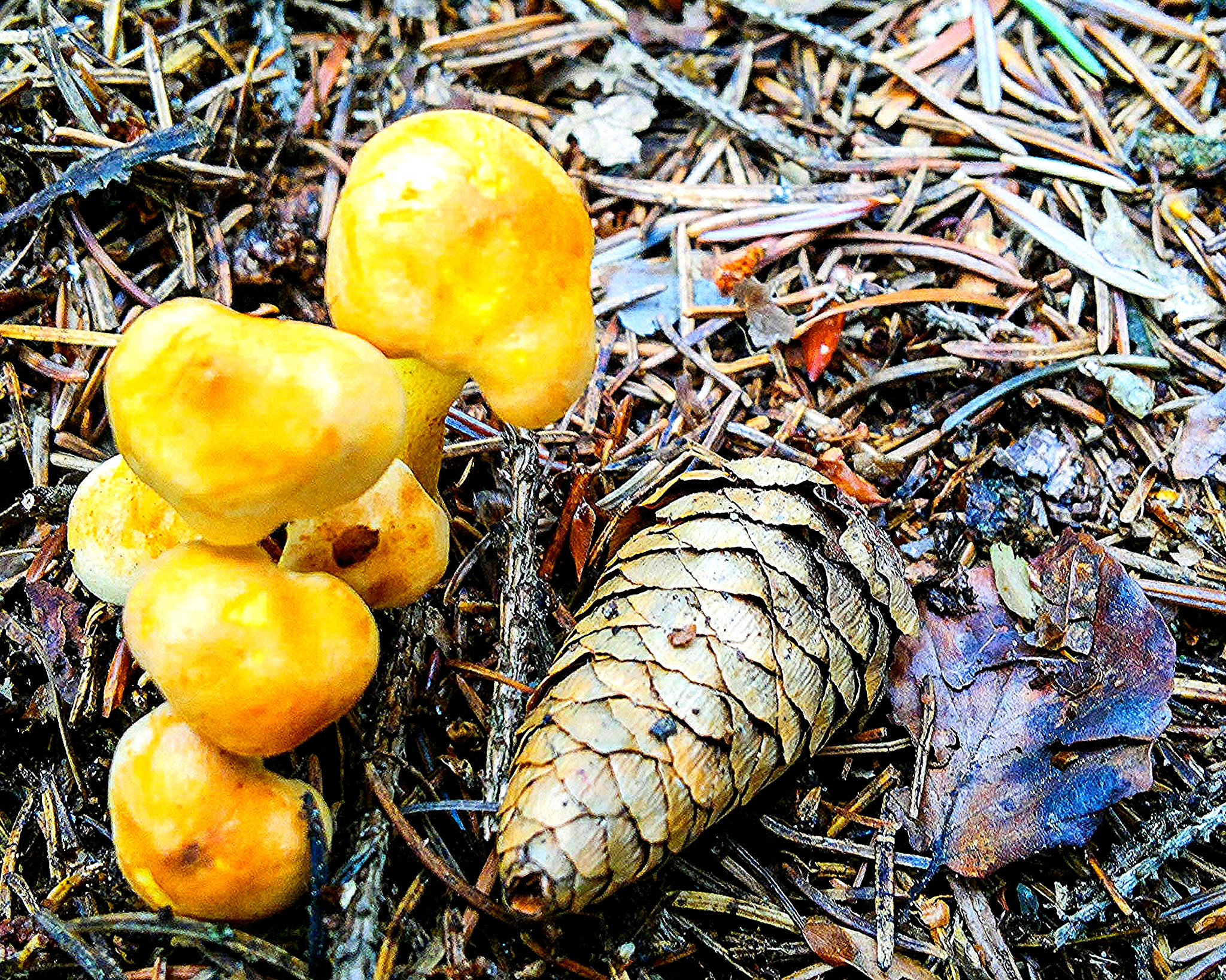 Nokia N8-00 sample photo. Still life with mushrooms and cone photography
