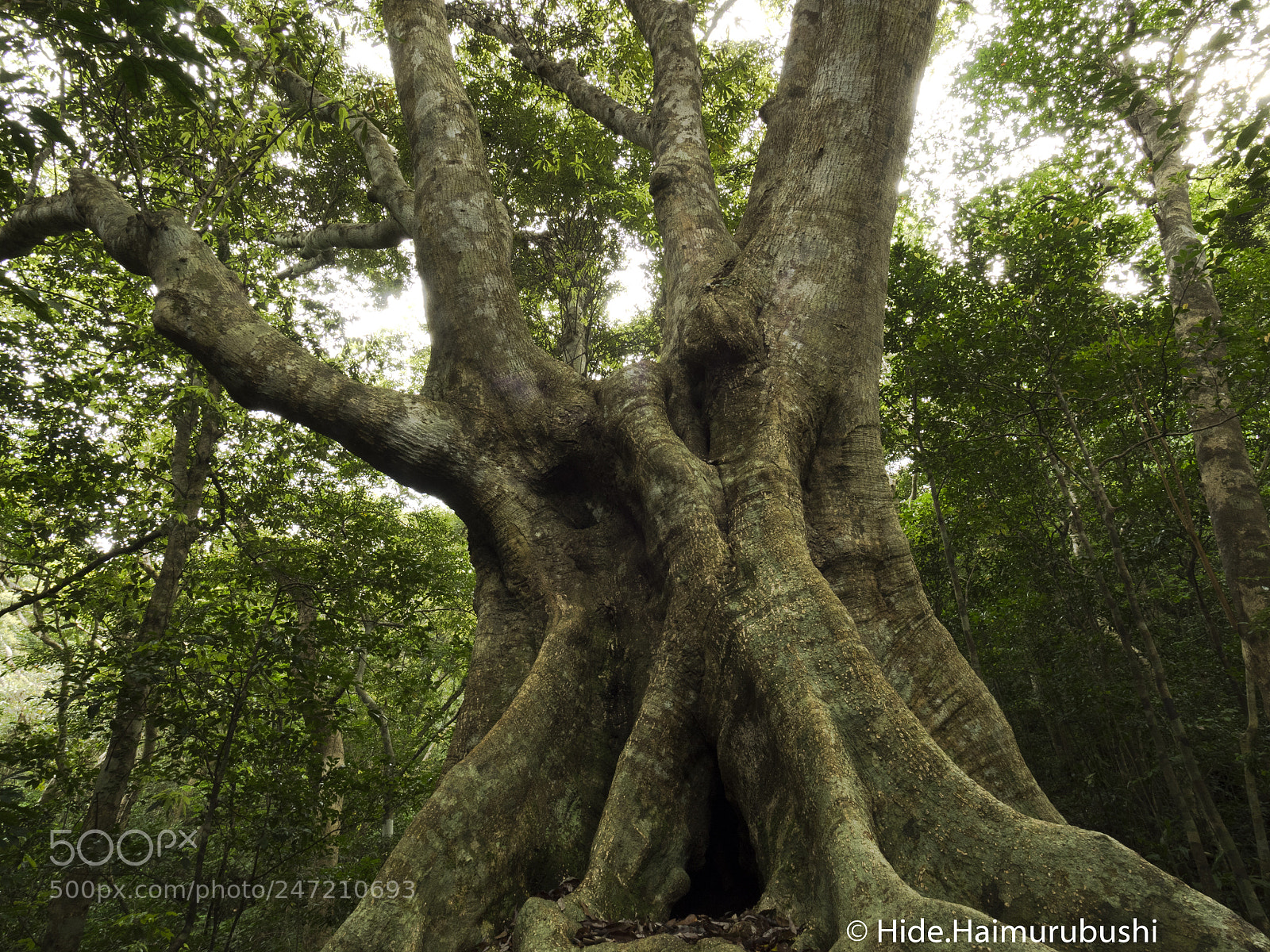 Olympus OM-D E-M1 sample photo. Japanese oak photography