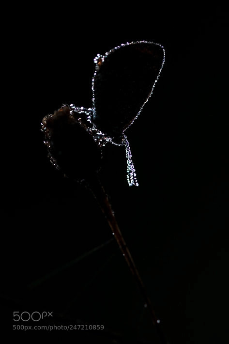 Canon EOS 750D (EOS Rebel T6i / EOS Kiss X8i) sample photo. Contours photography