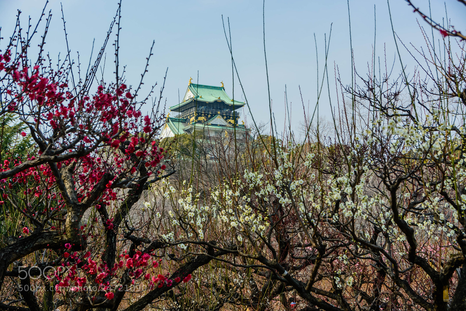 Nikon D5200 sample photo. 大阪城梅林 photography
