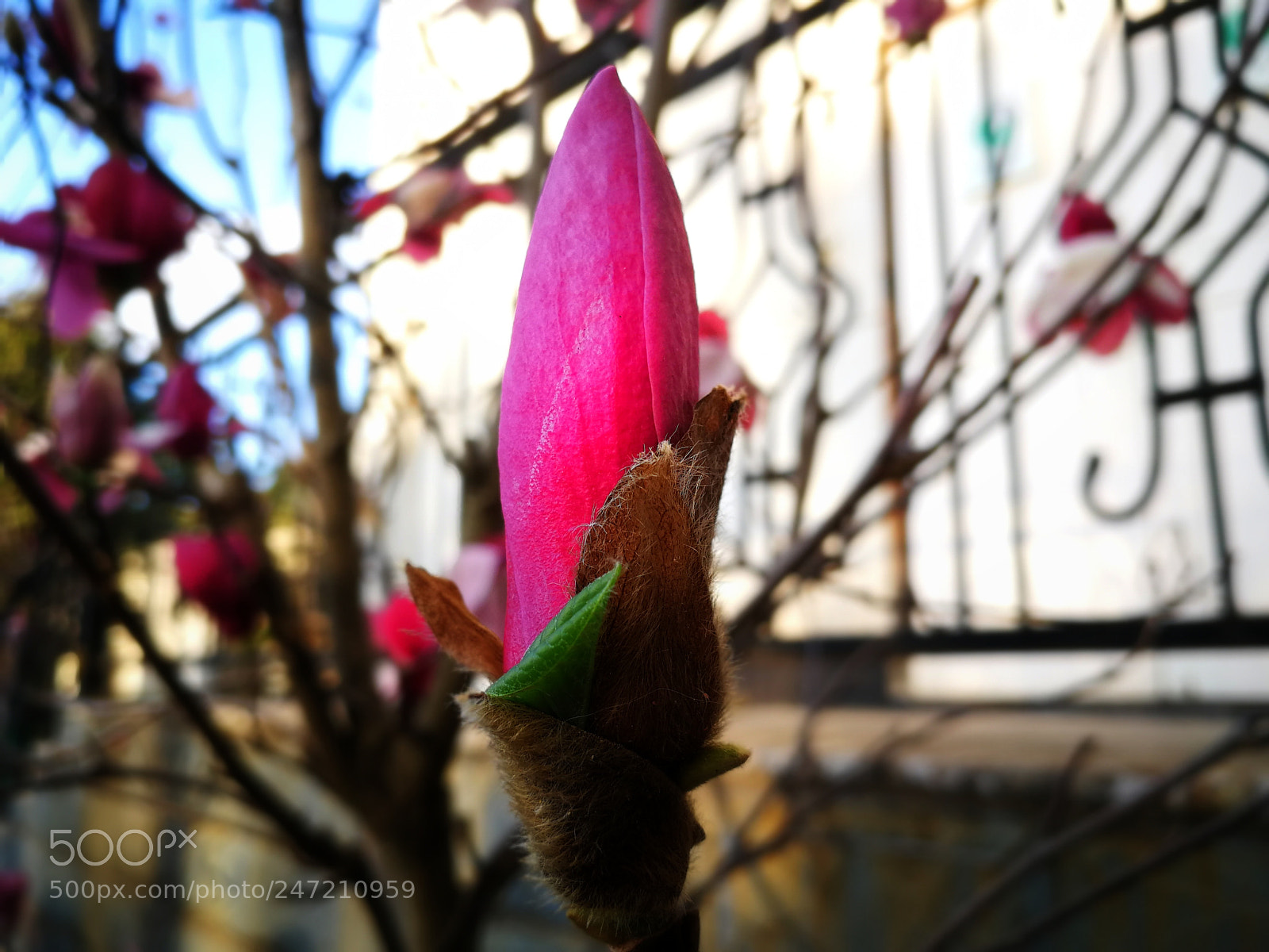 HUAWEI P10 sample photo. Magnolia denudata photography