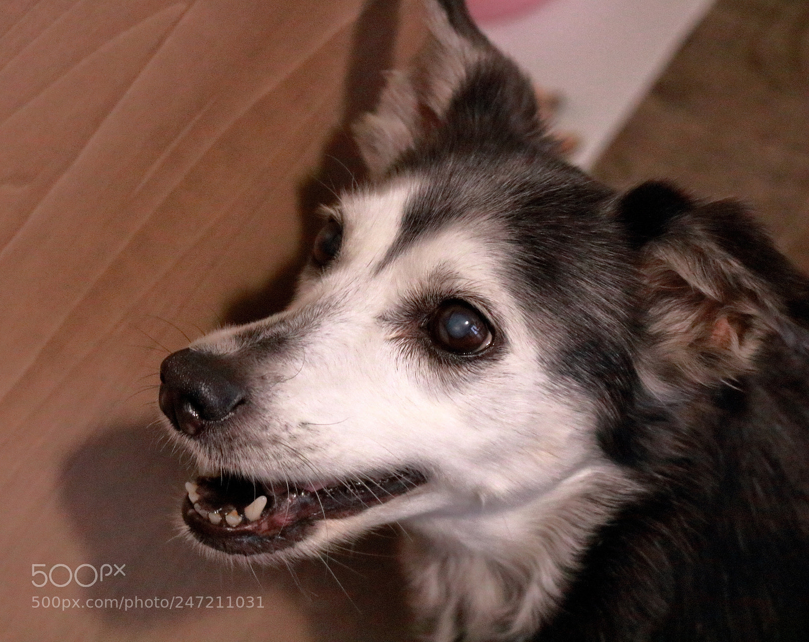 Canon EOS 750D (EOS Rebel T6i / EOS Kiss X8i) sample photo. Fiona photography