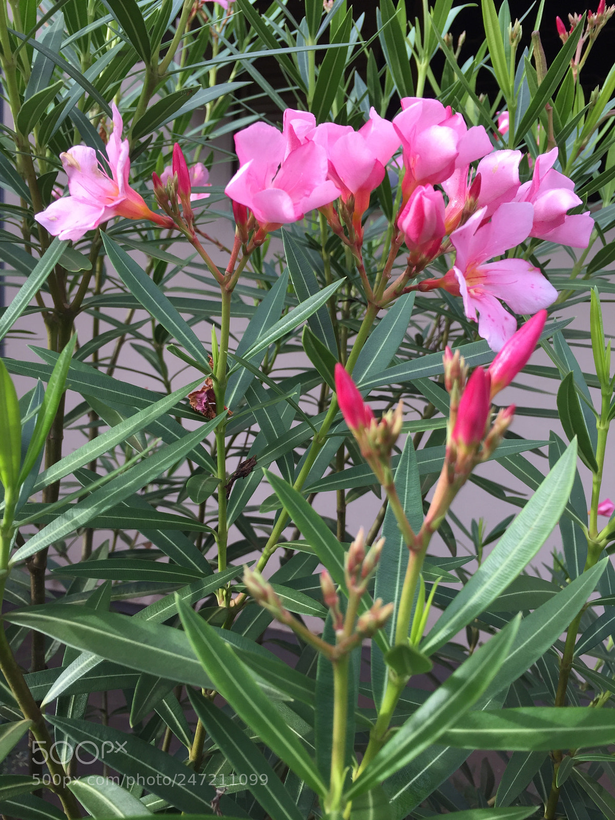 Apple iPhone 6 sample photo. Untitled photography
