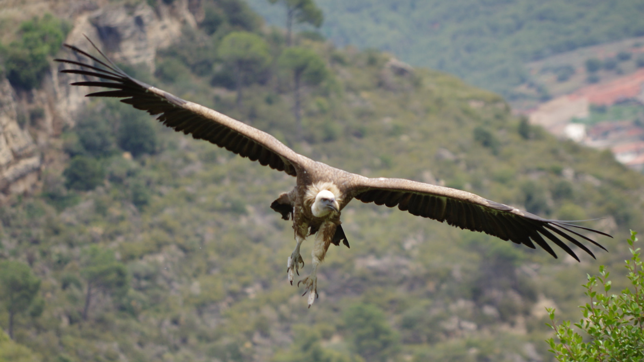 Pentax K-500 sample photo. Flying photography