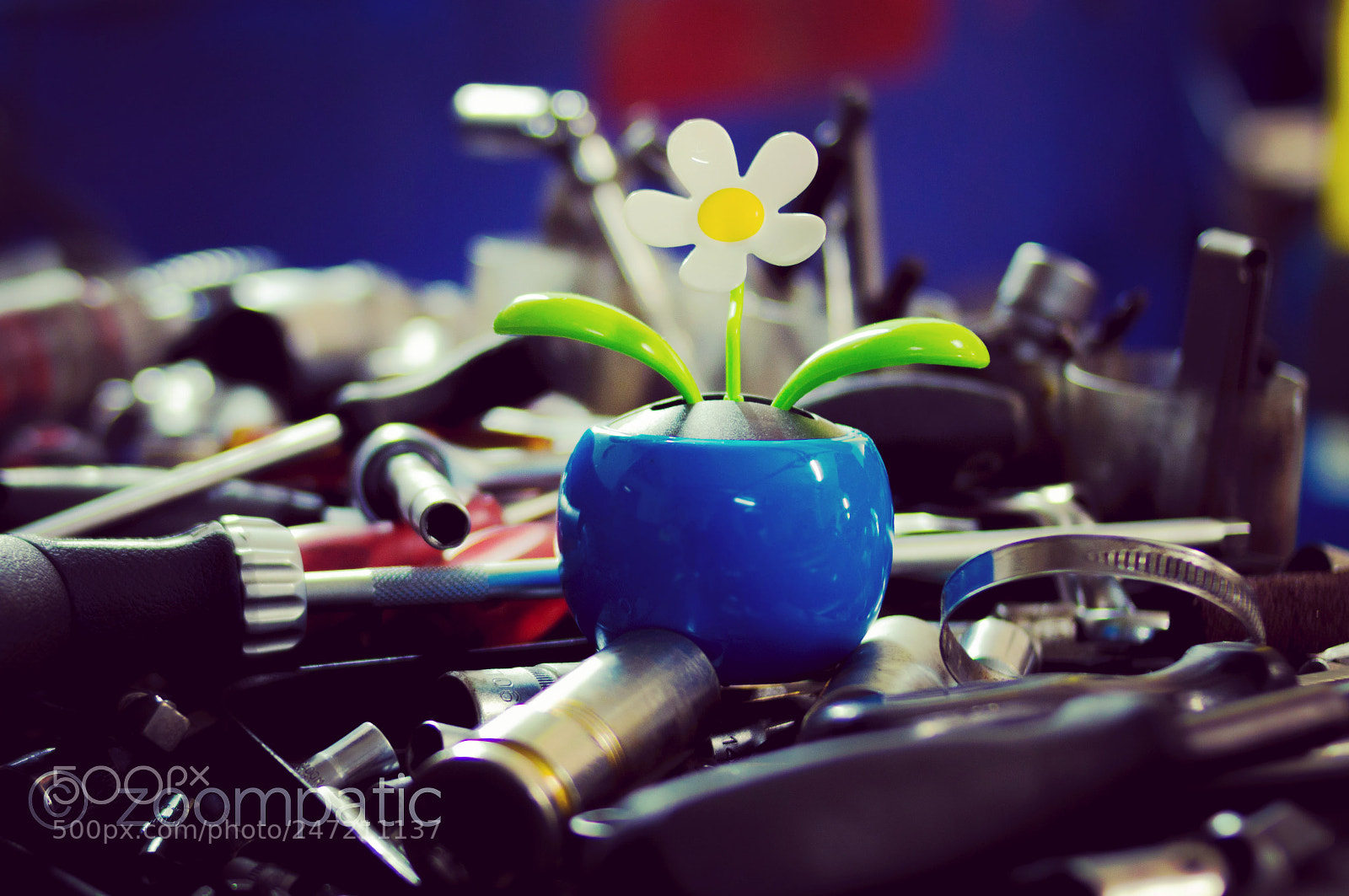 Nikon D3200 sample photo. Daisy photography