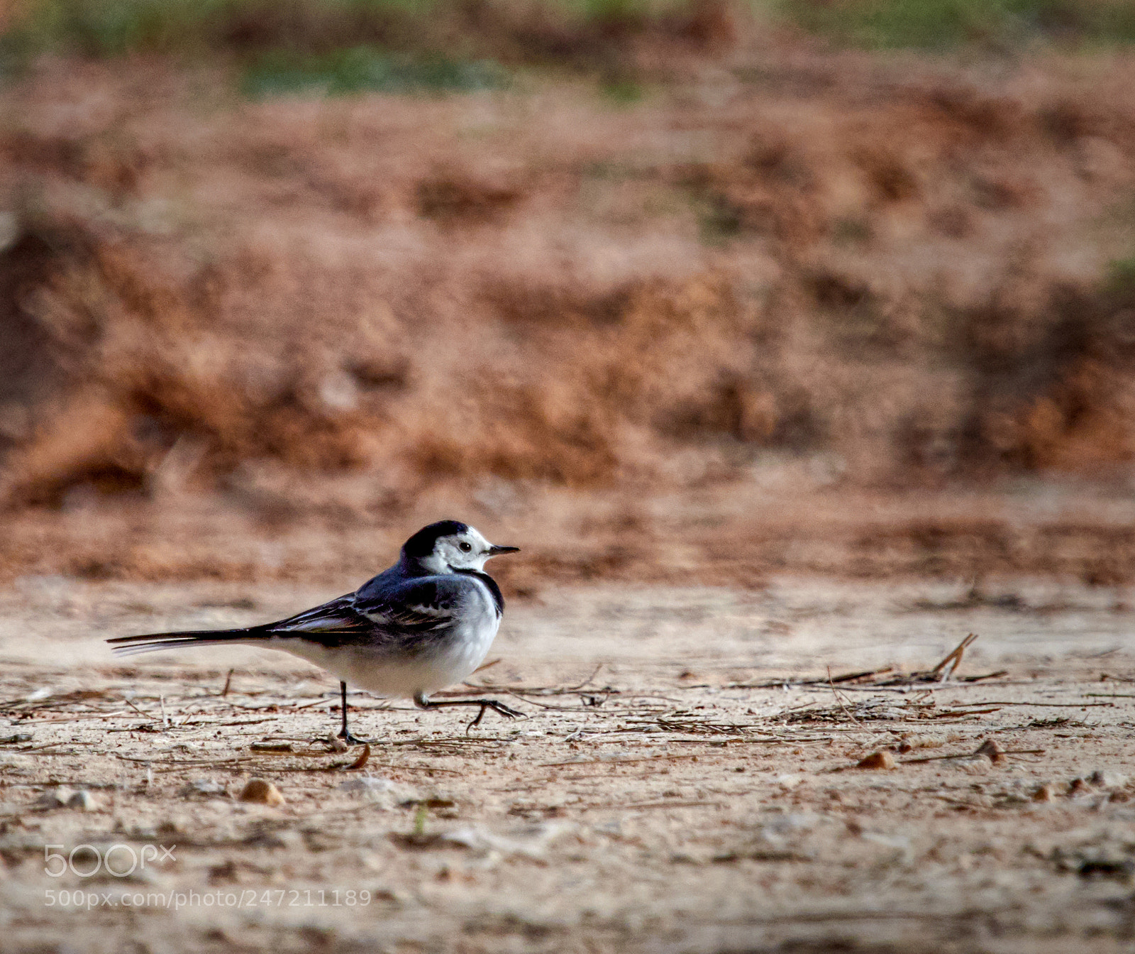 Olympus OM-D E-M1 Mark II sample photo. Motacilla alba photography